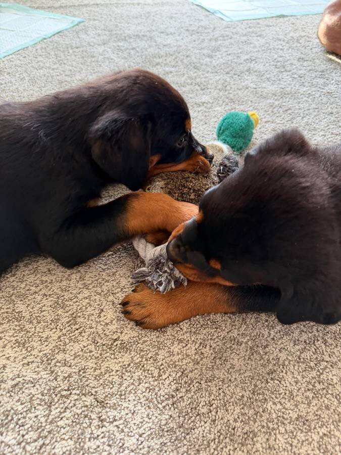 German Rottweiler boy and girl Puppies image 1