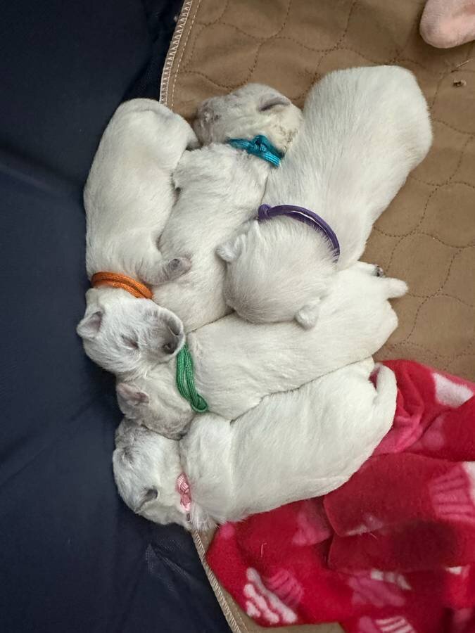 Westie Terrier Puppies image 1