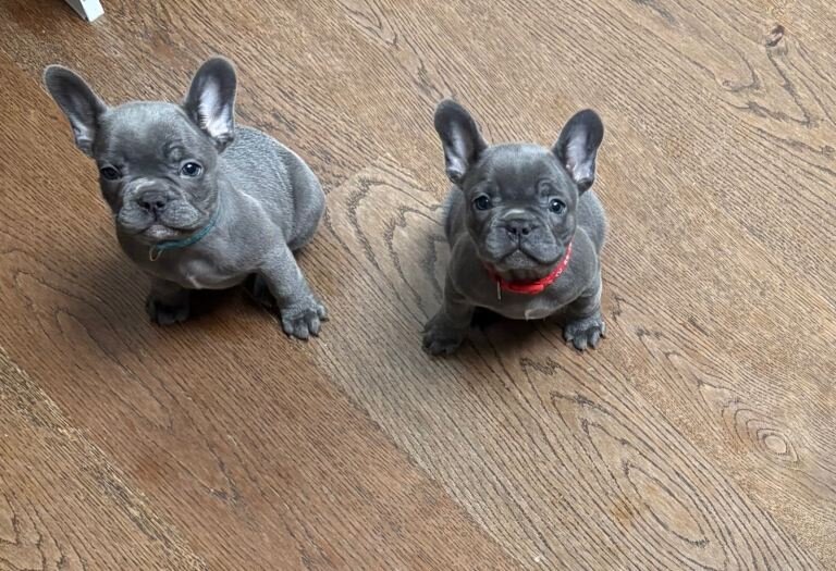 French Bulldog puppies image 1