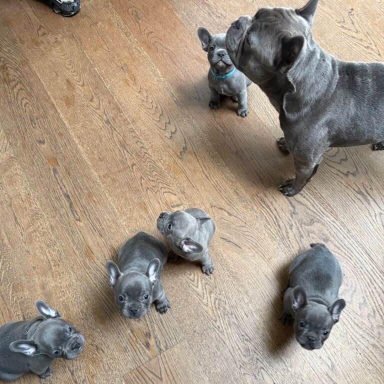 French Bulldog puppies image 2