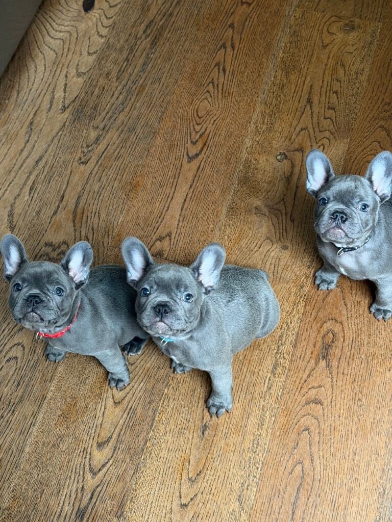 French Bulldog puppies image 3