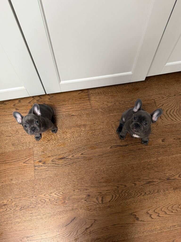 French Bulldog puppies image 4
