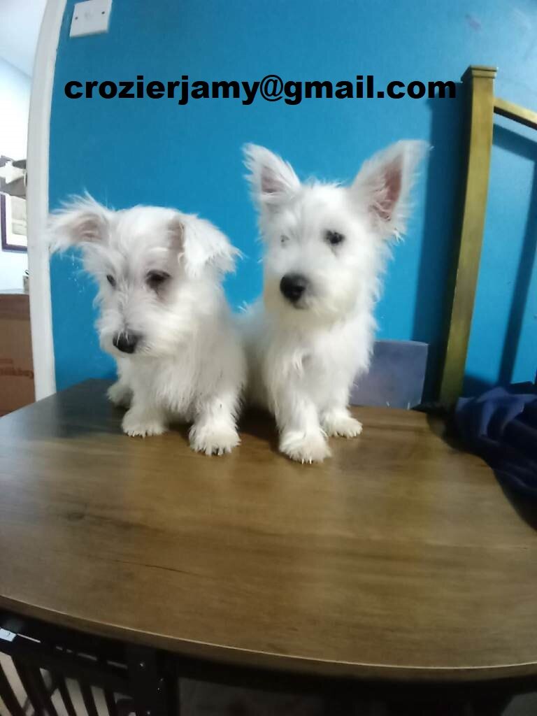 West highland terrier puppies image 1