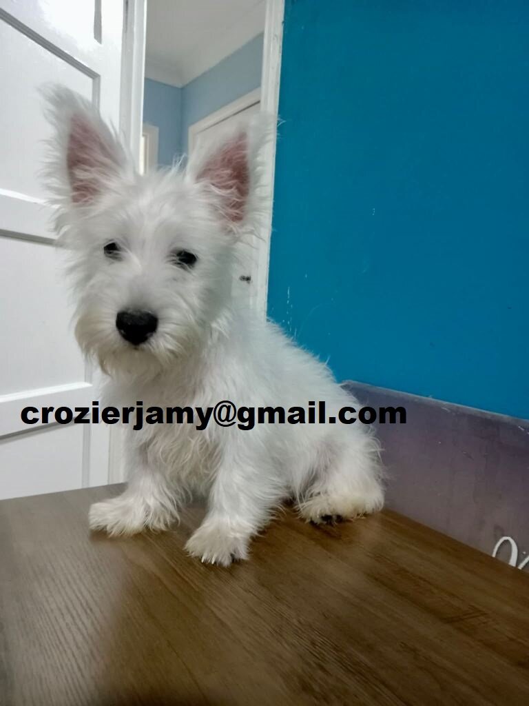 West highland terrier puppies image 2