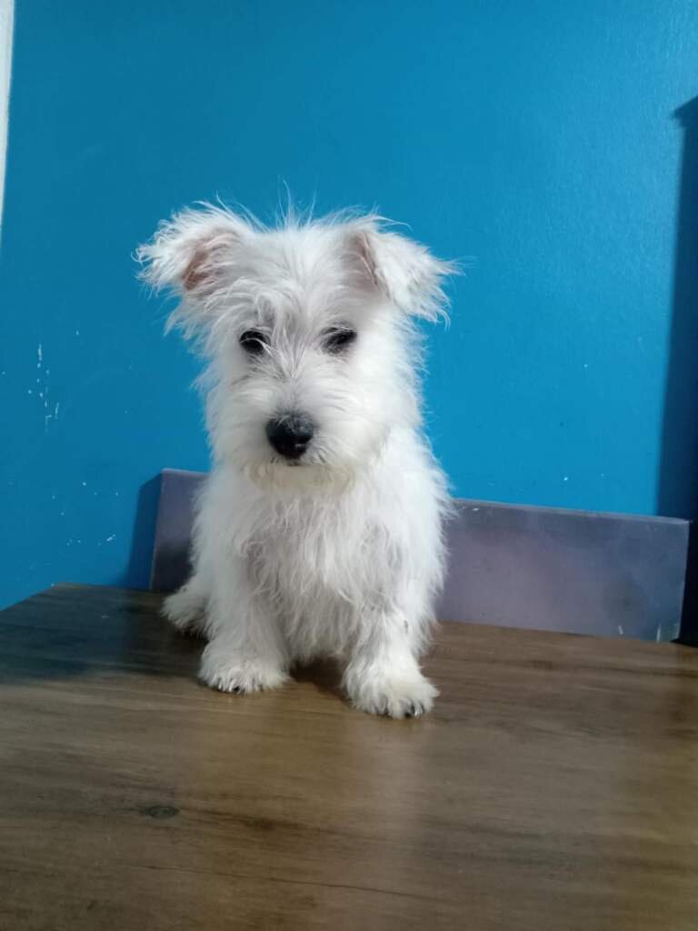 West highland terrier puppies image 3