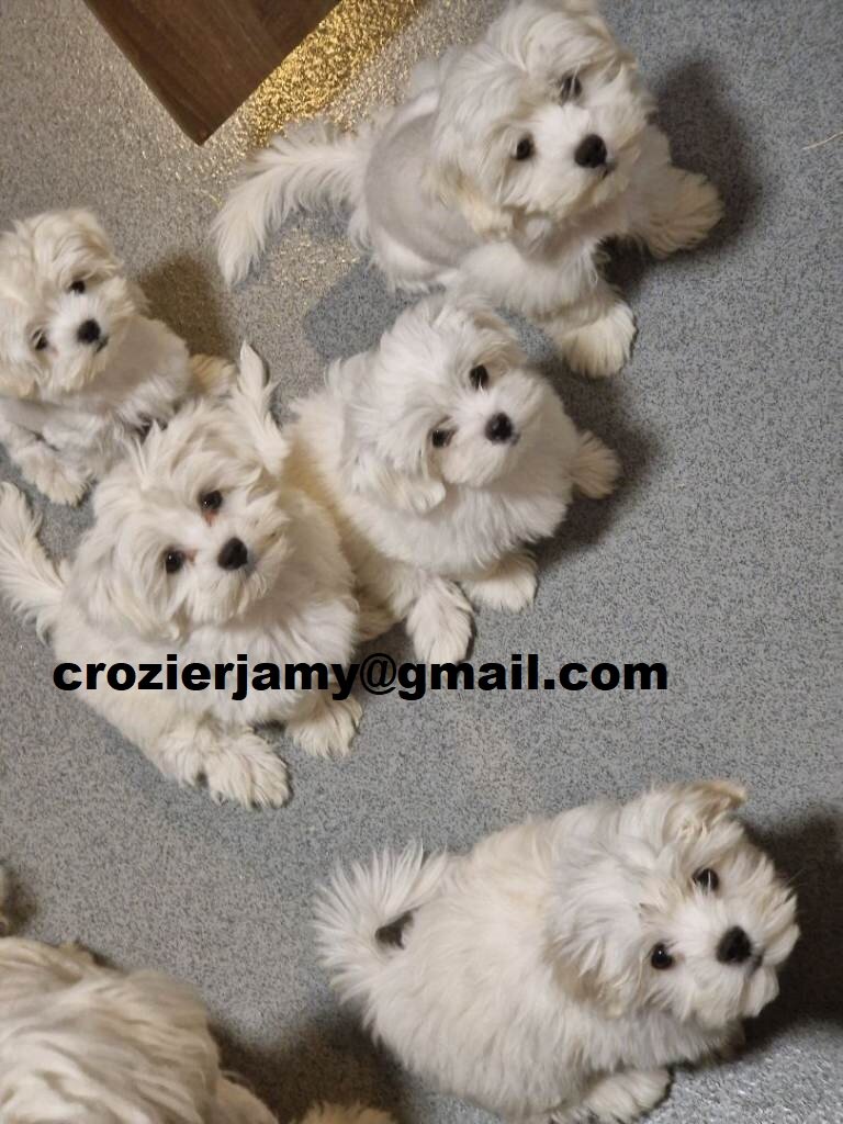 Beautiful full breed Maltese puppies image 1