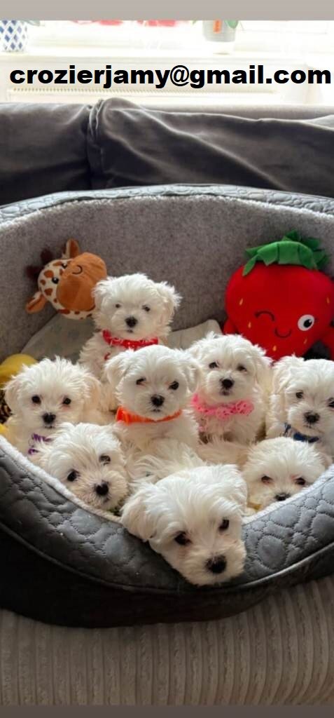 Beautiful full breed Maltese puppies image 2