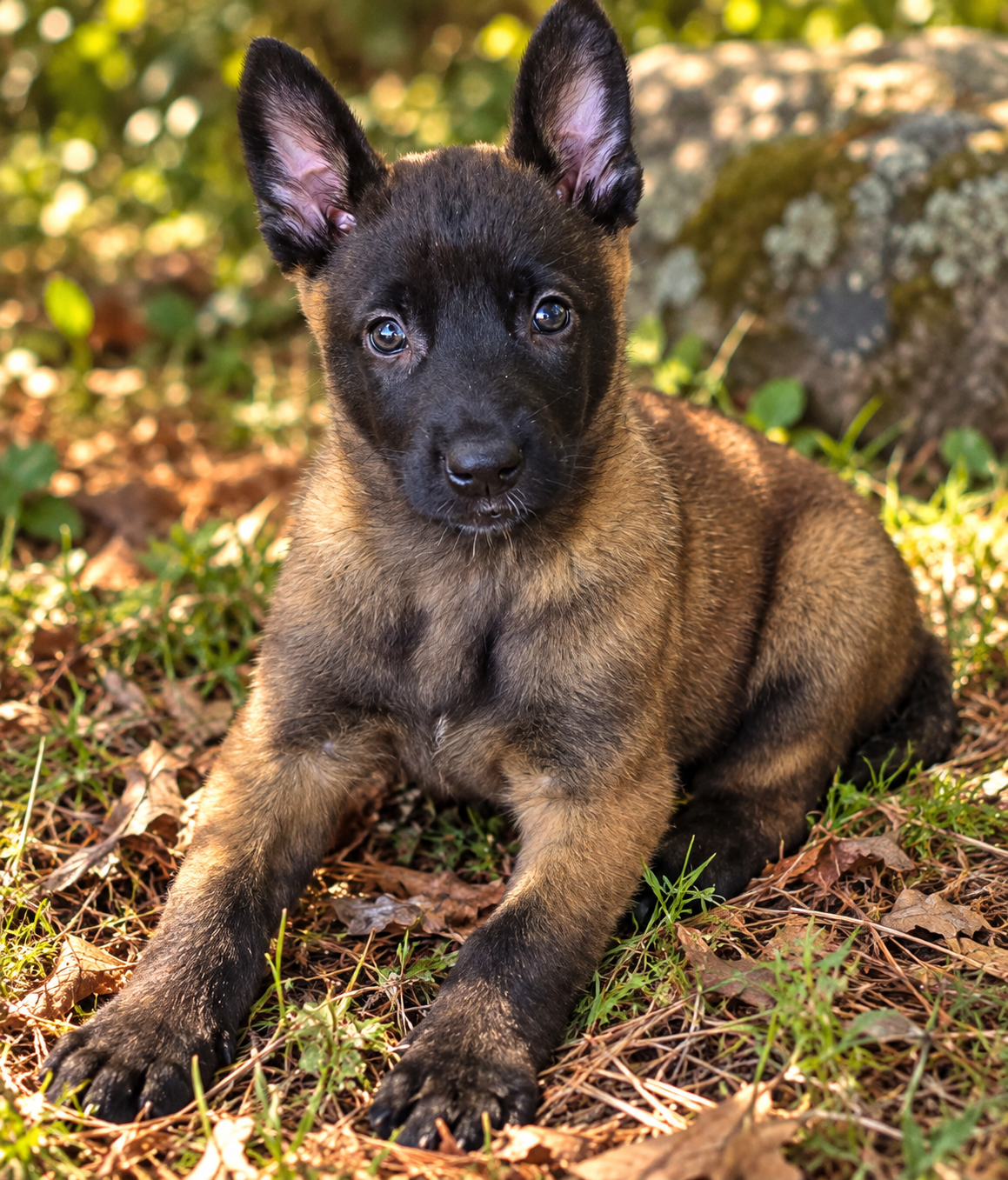 Belgian malinois puppies image 2