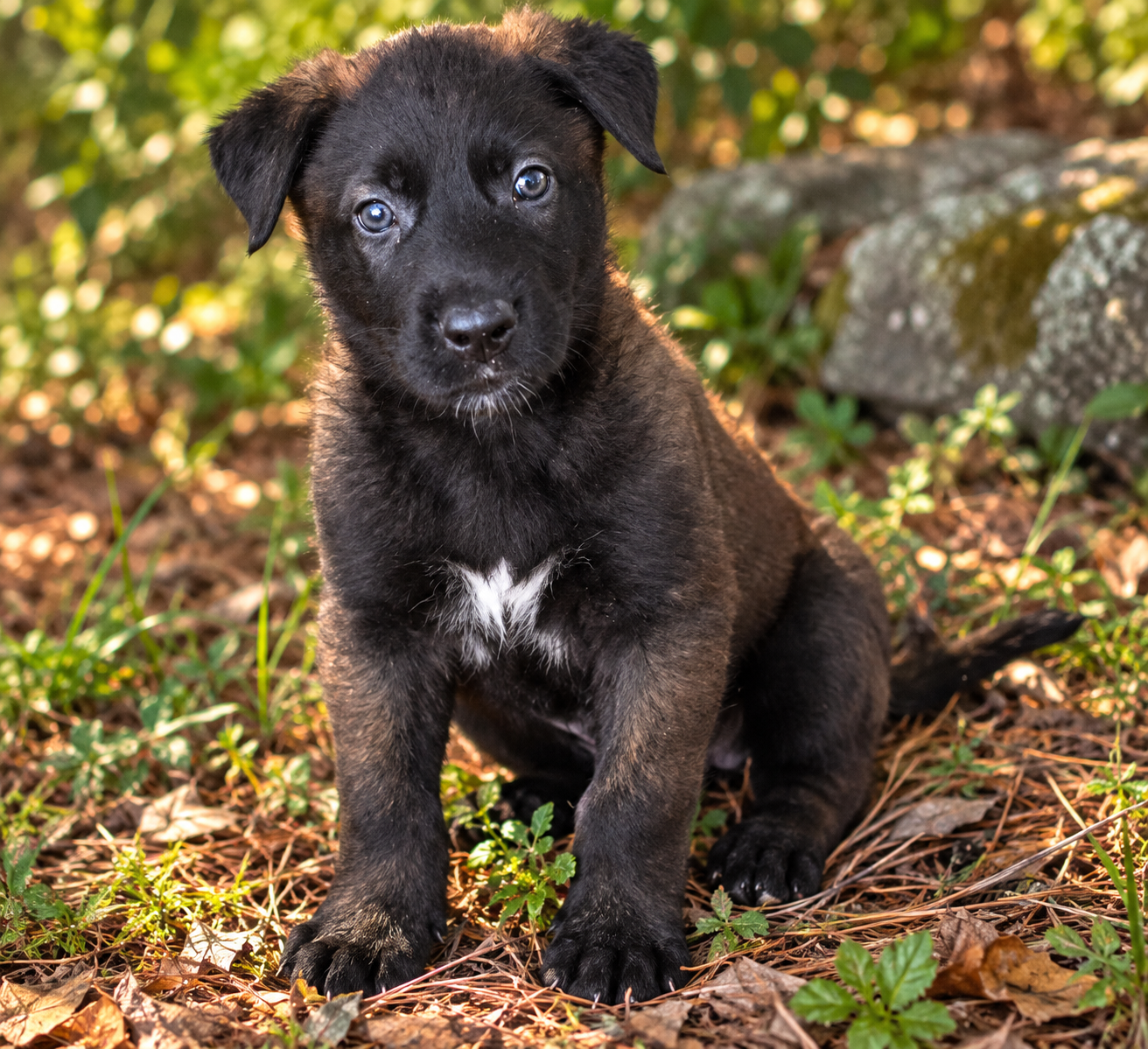 Belgian malinois puppies image 5