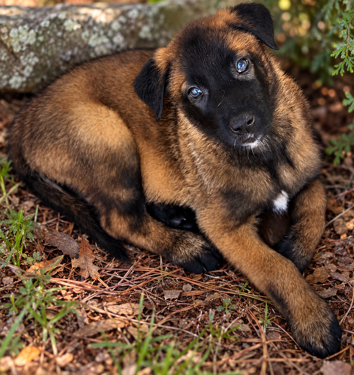 Belgian malinois puppies image 3
