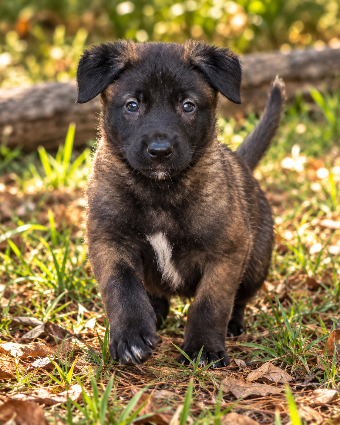 Belgian malinois puppies image 1