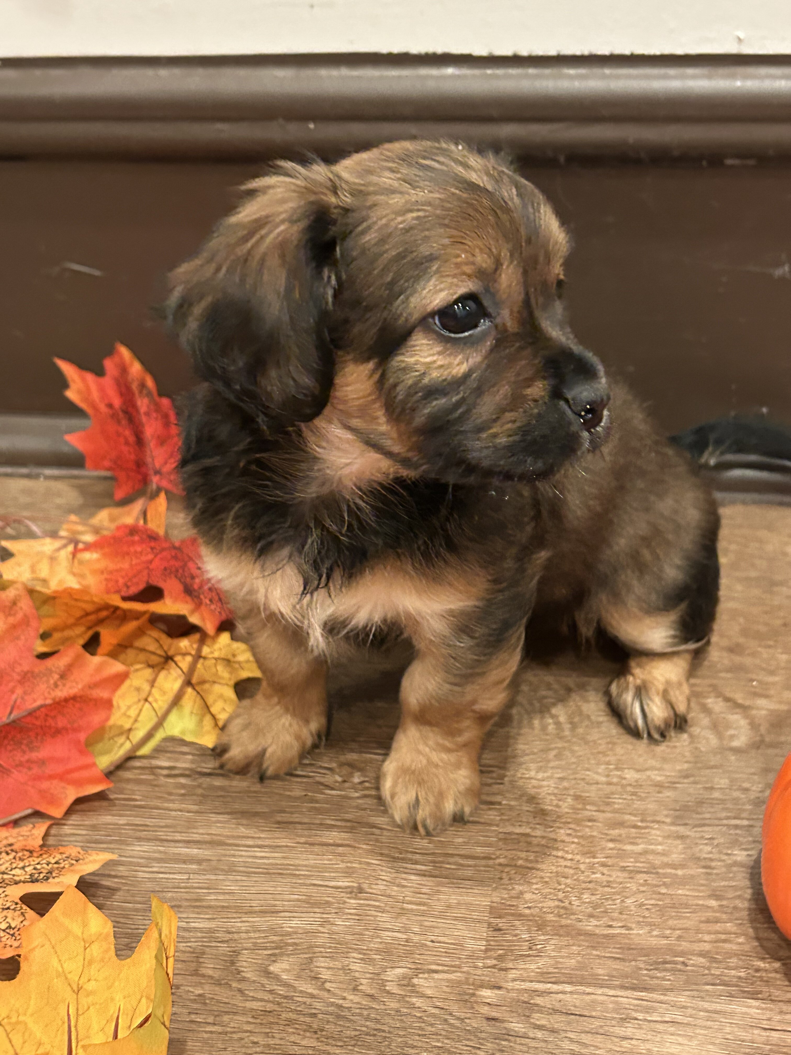 cocker spaniel mix puppy image 4