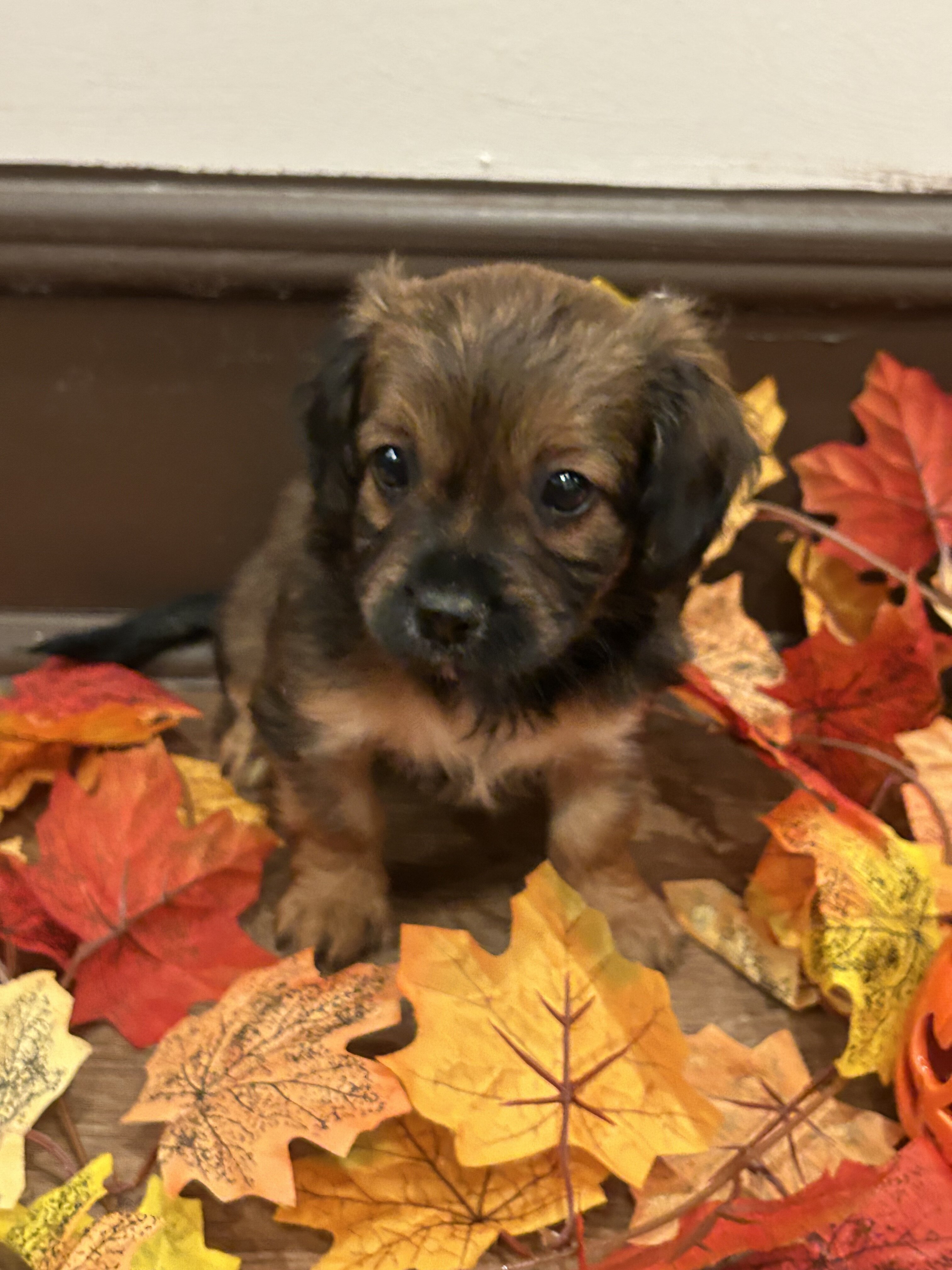 cocker spaniel mix puppy image 3