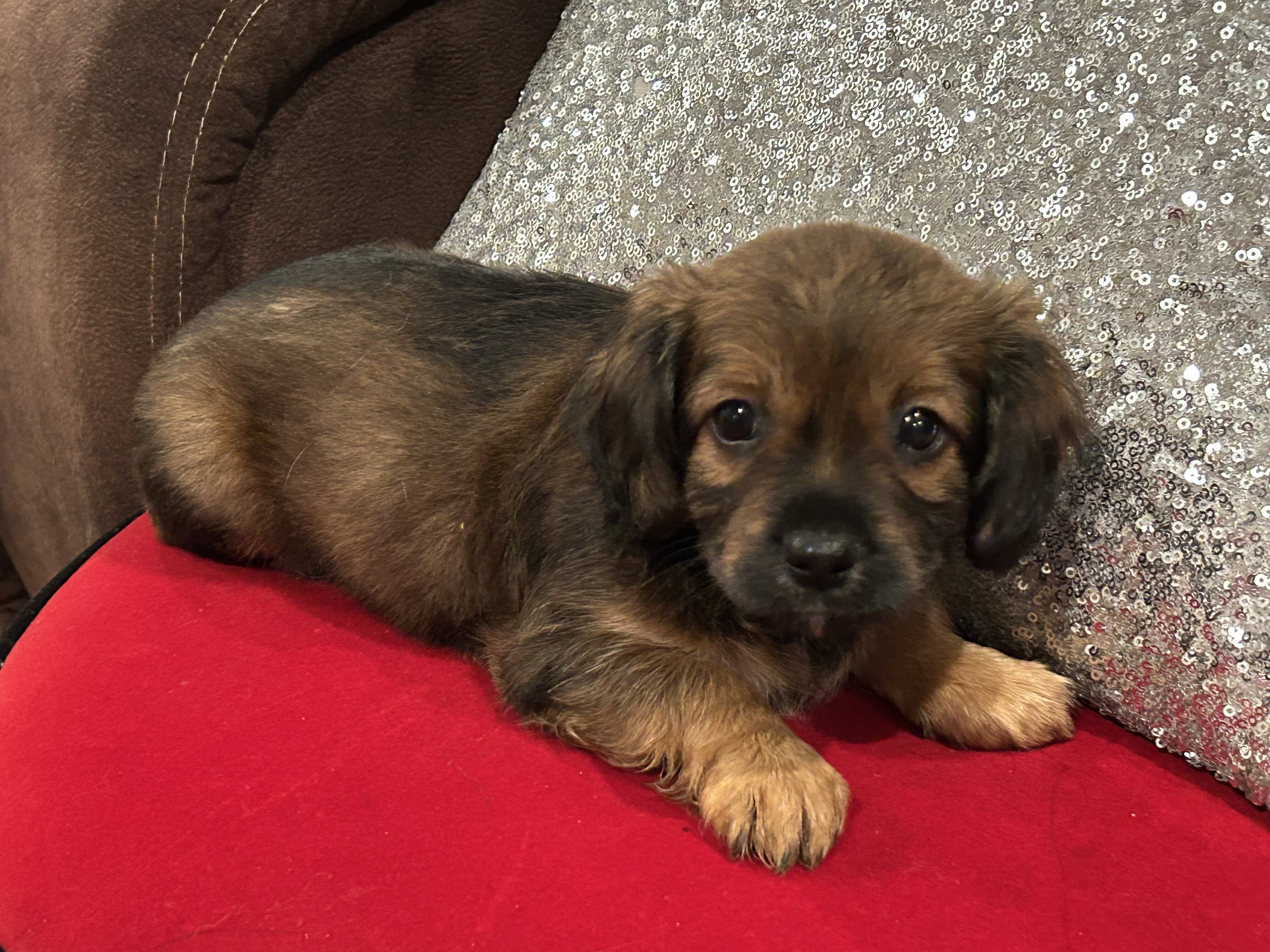 cocker spaniel mix puppy image 1