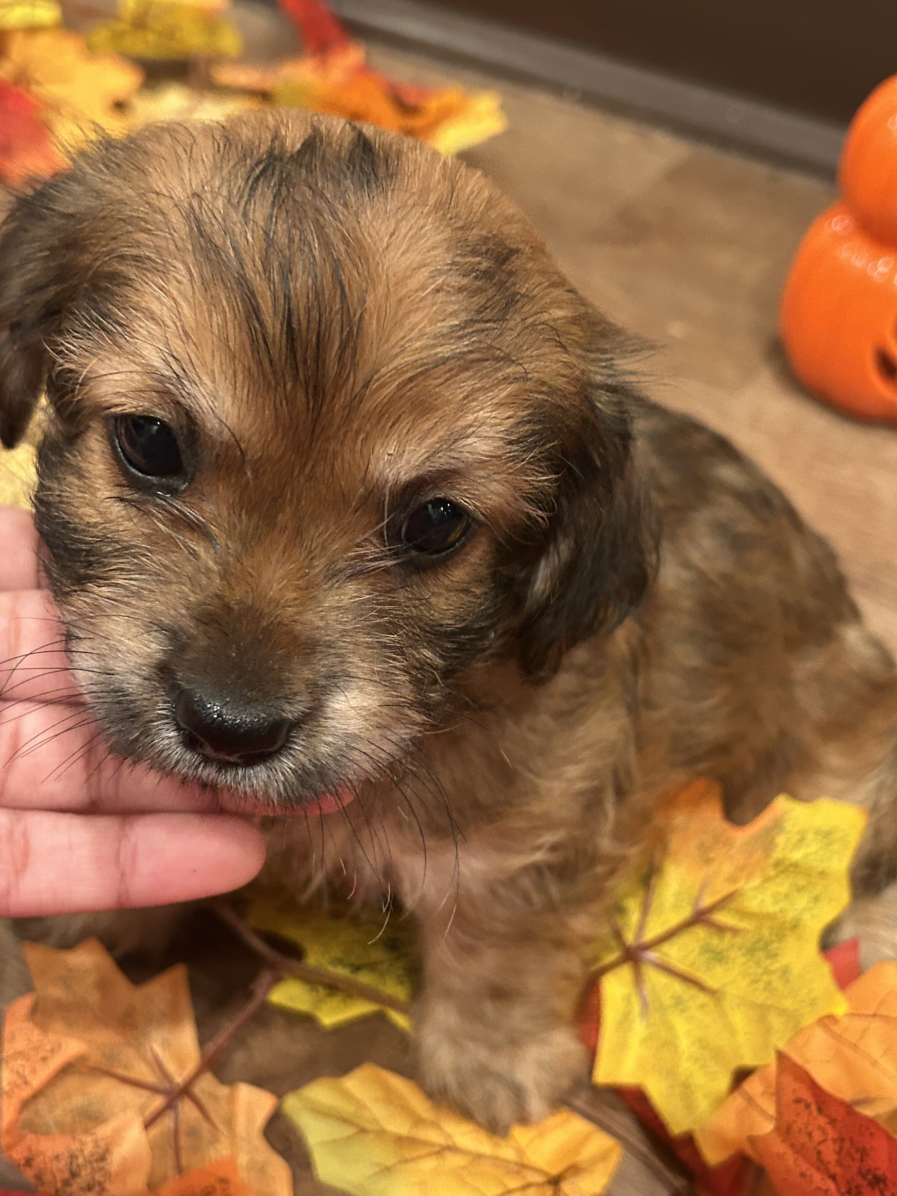 cocker spaniel mix puppy image 9