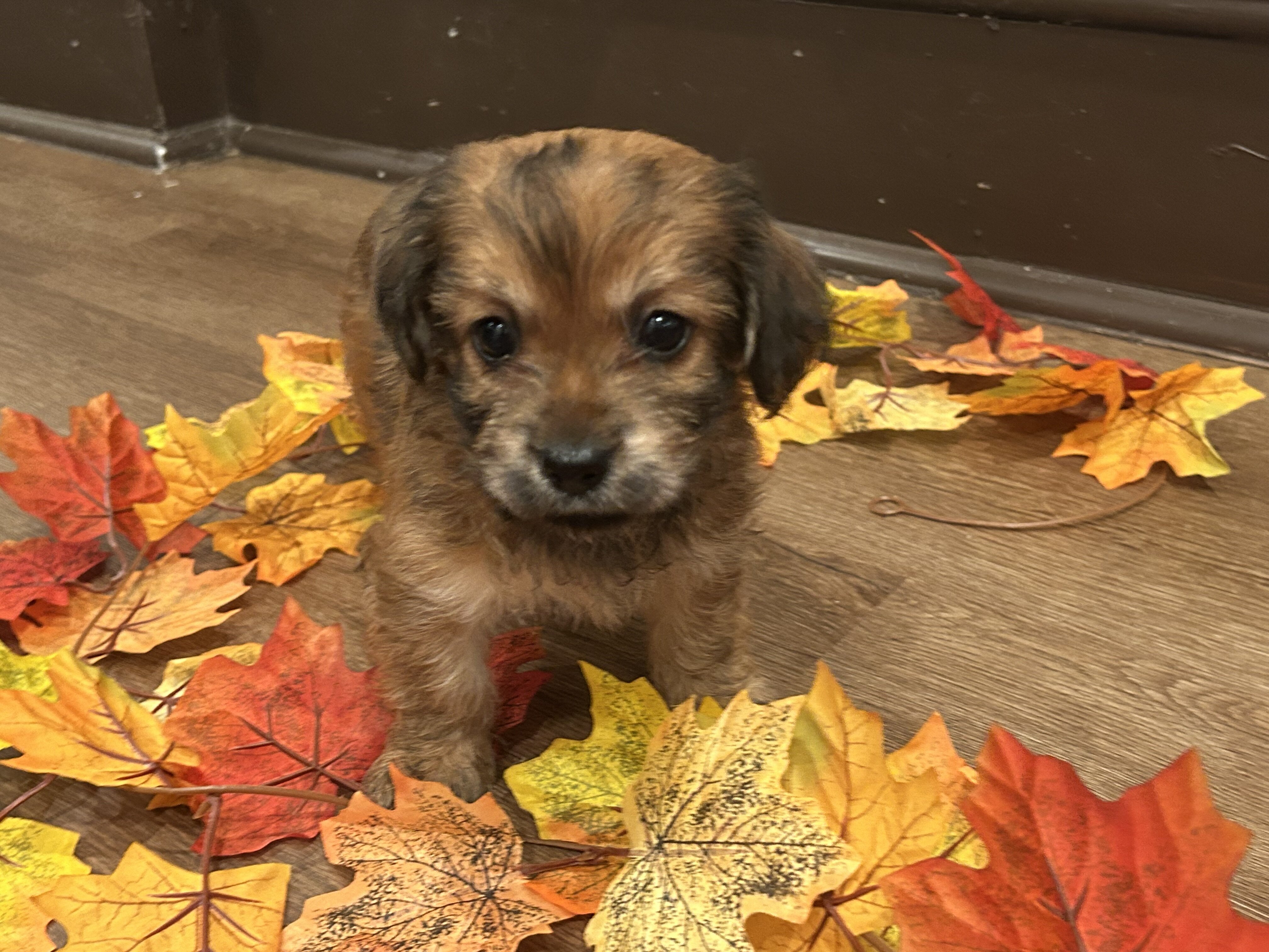 cocker spaniel mix puppy image 8