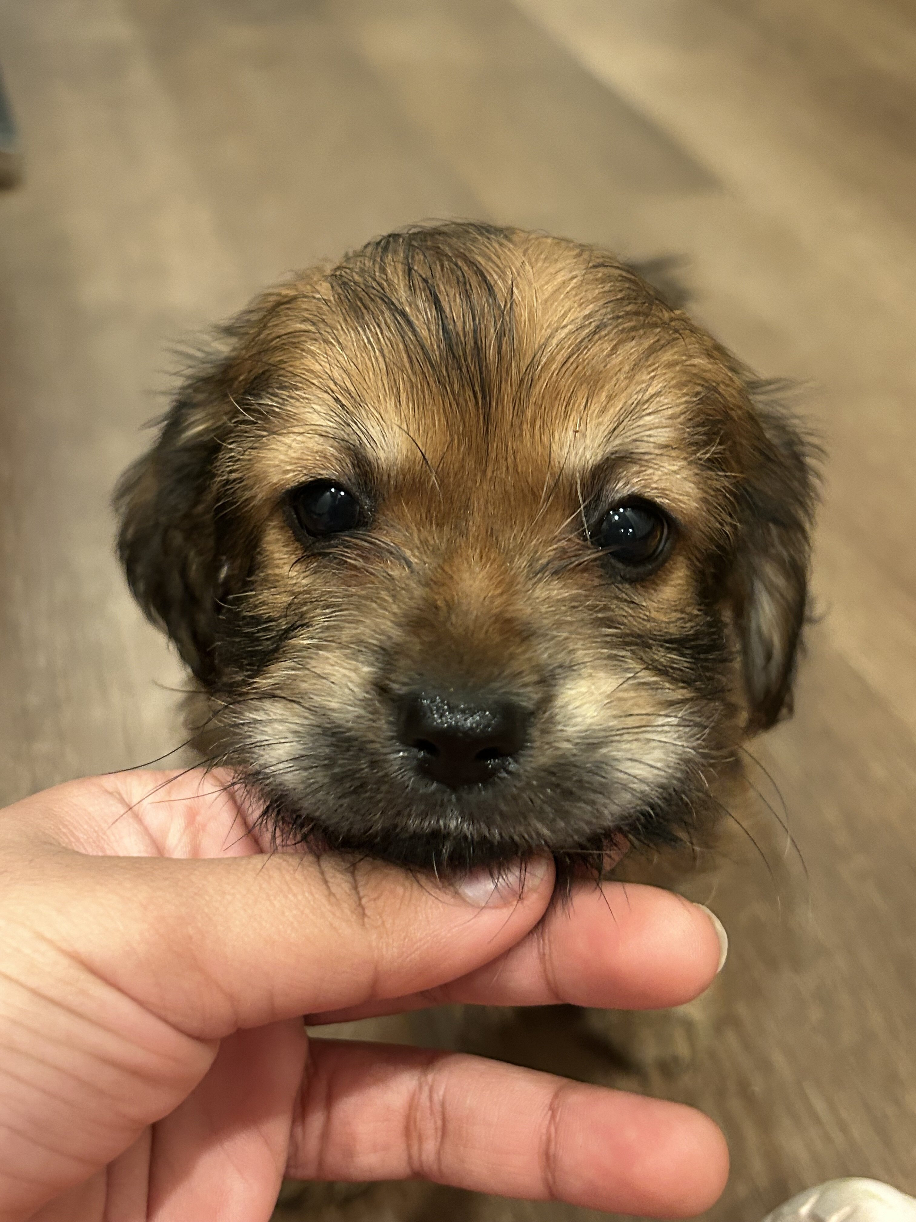 cocker spaniel mix puppy image 6