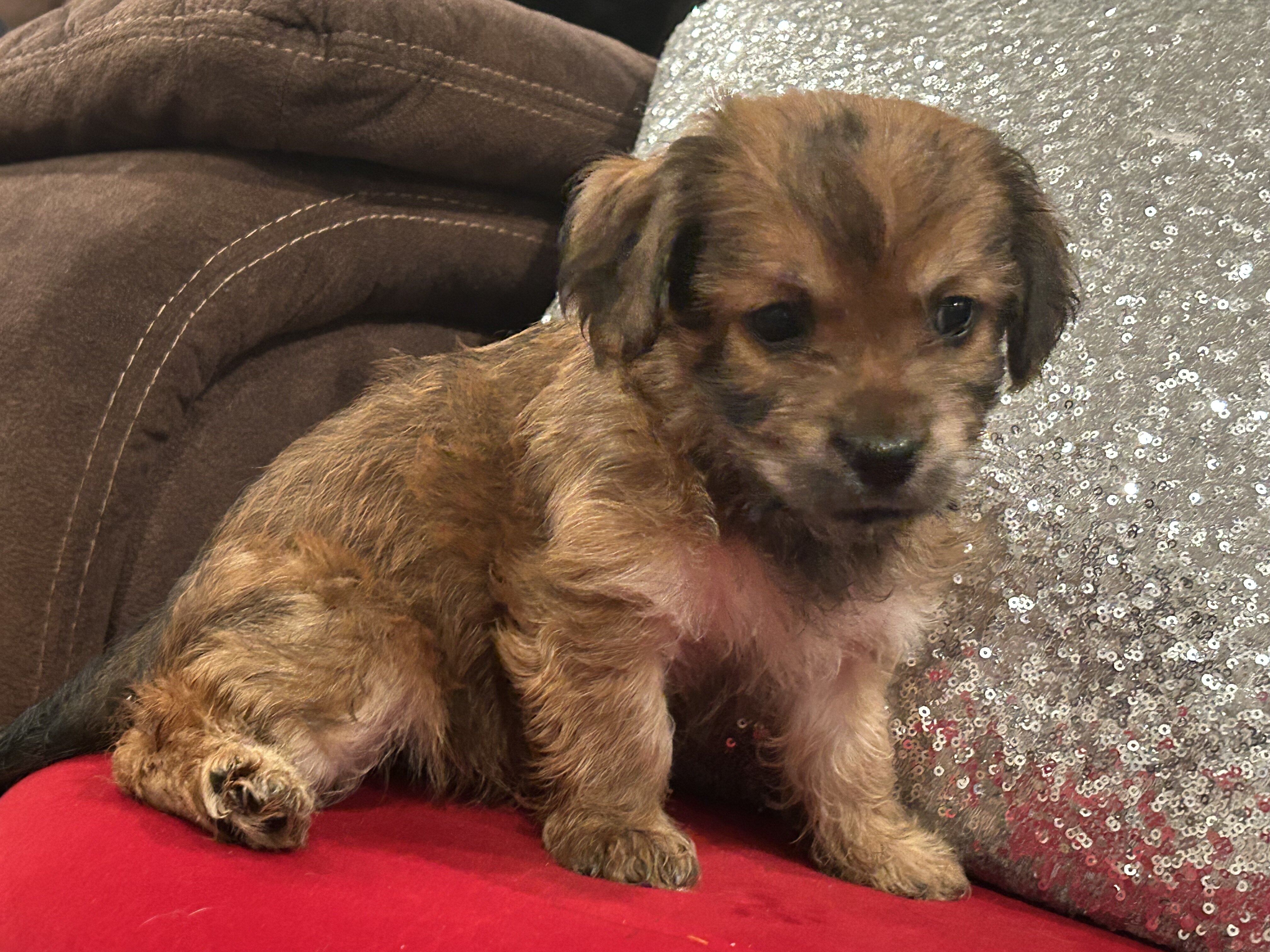 cocker spaniel mix puppy image 7