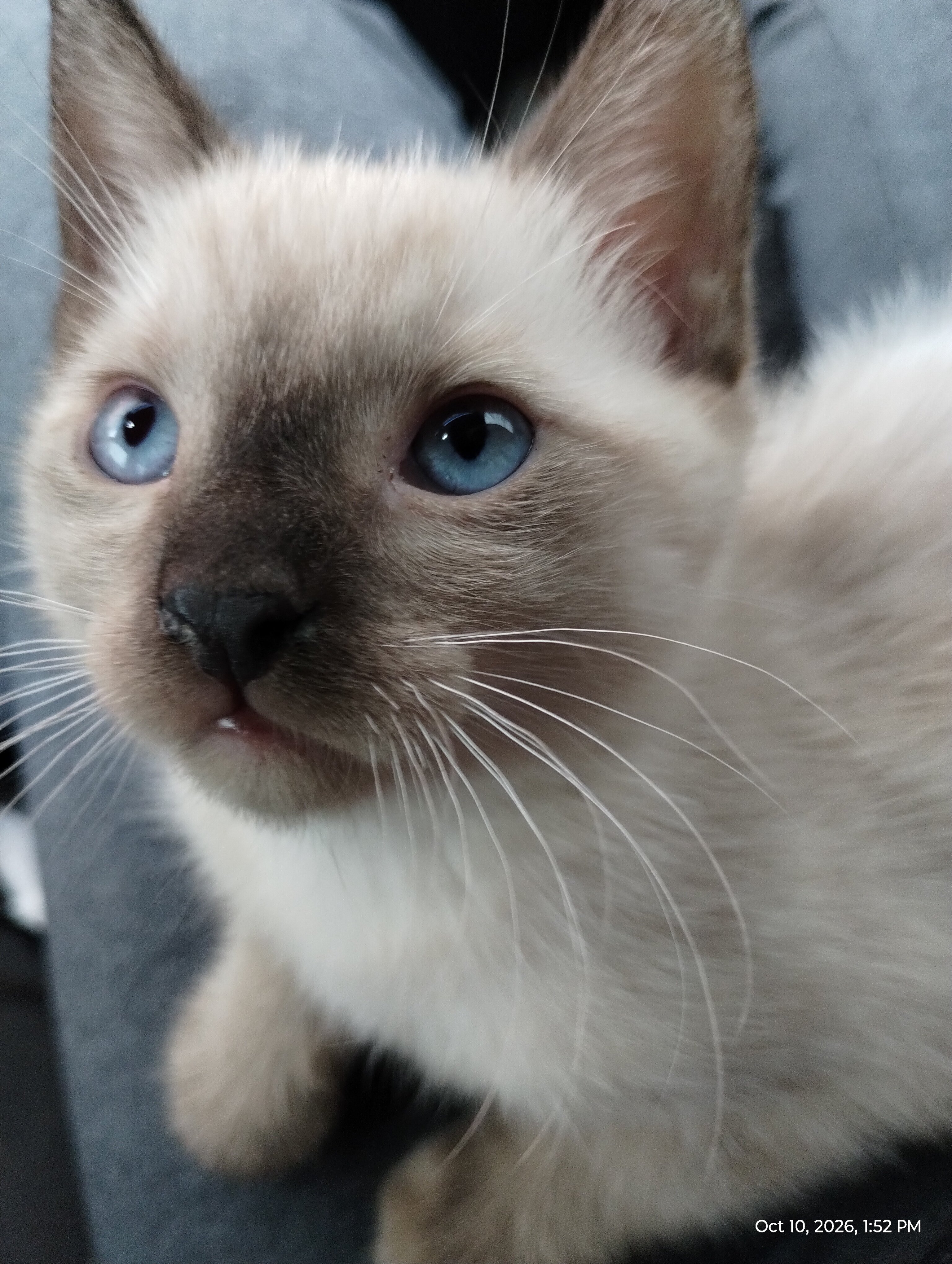Siamese kittens image 2