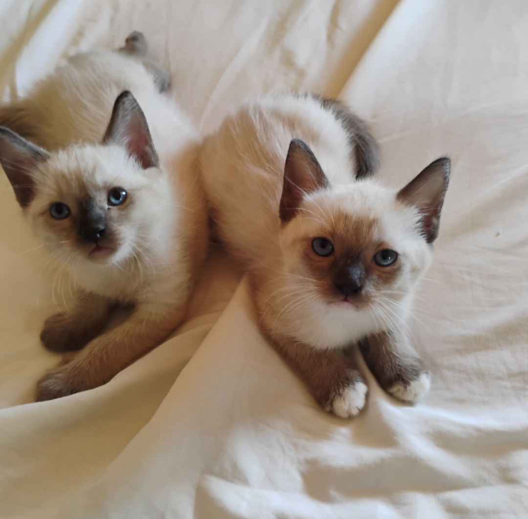 Siamese kittens image 1