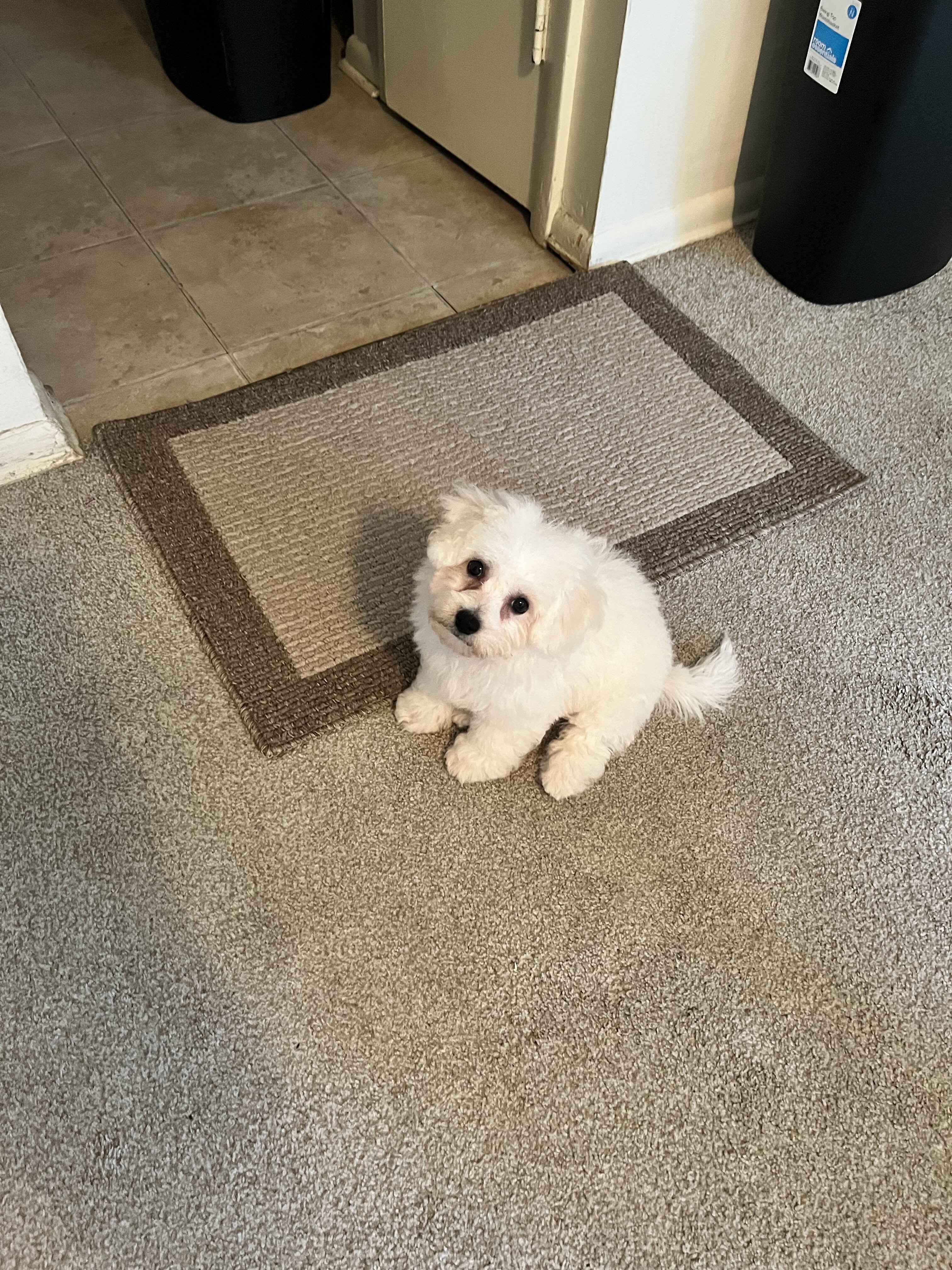 Bichon frise puppy image 2