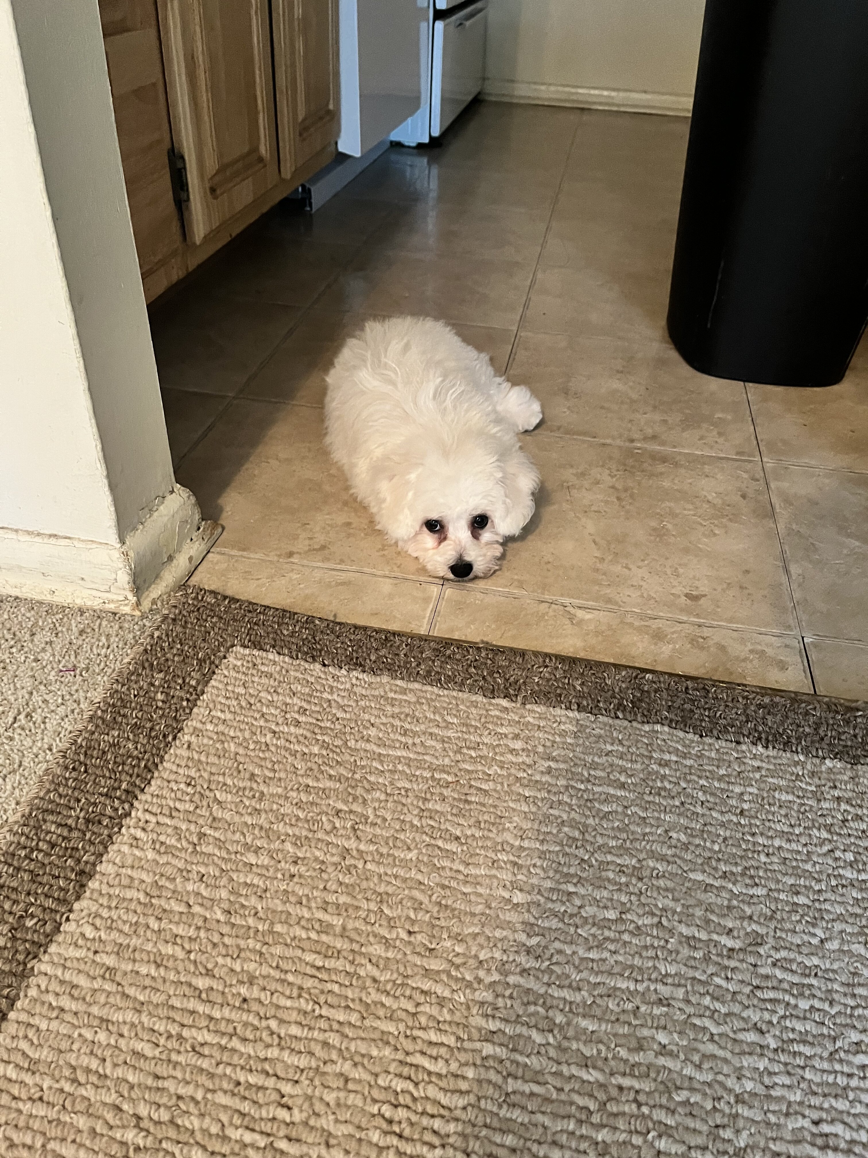 Bichon frise puppy image 1