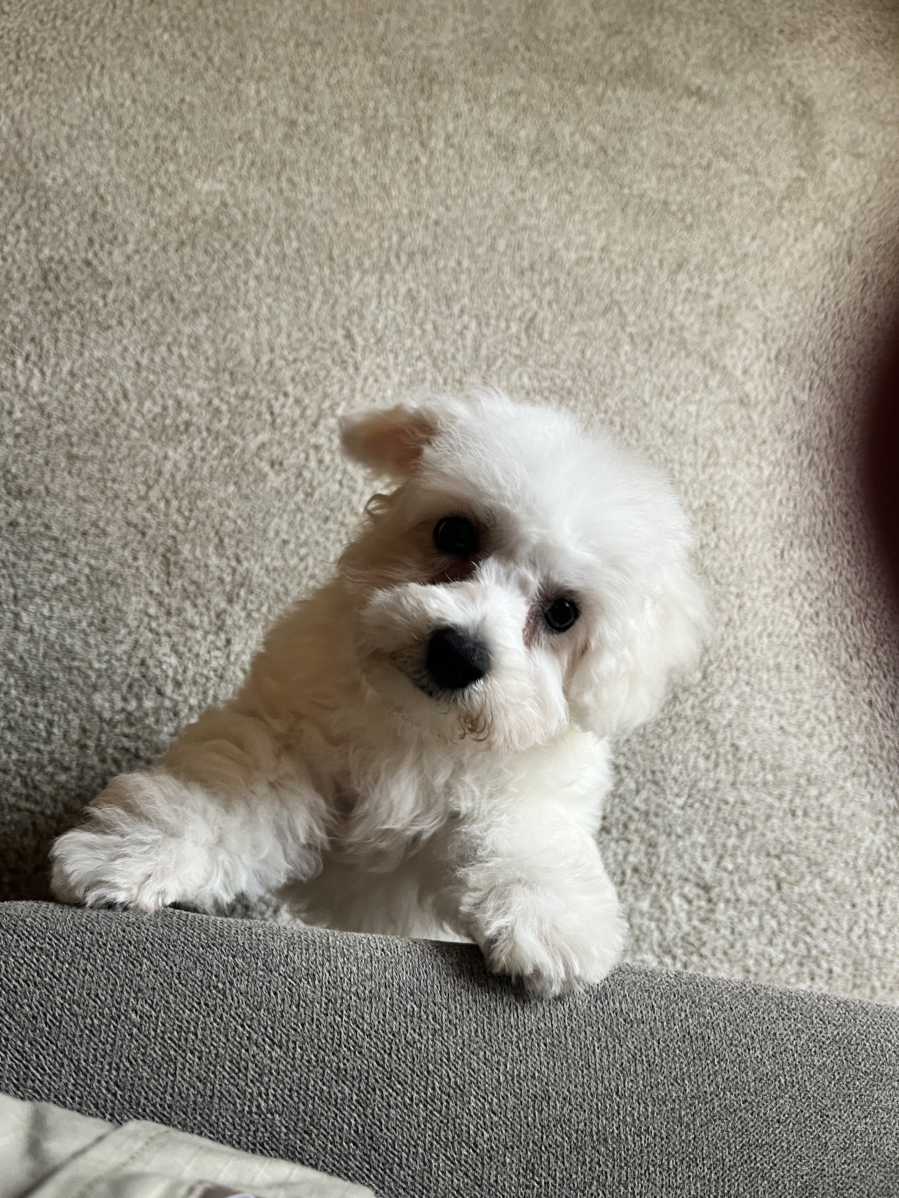 Bichon frise puppy image 3