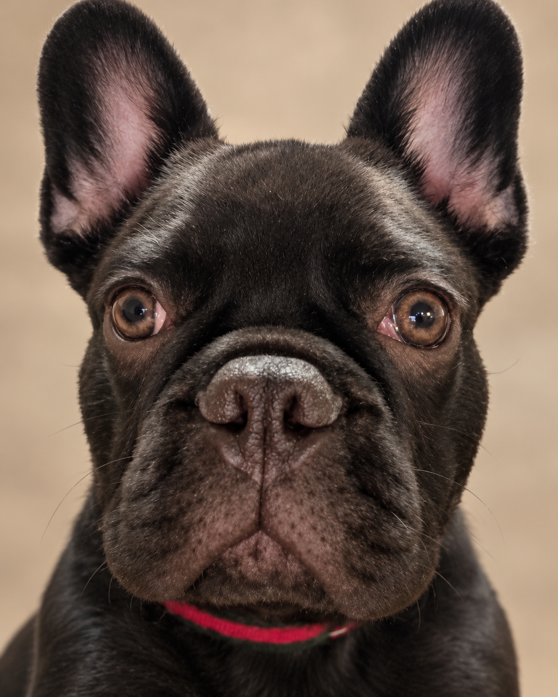 French Bulldog image 2