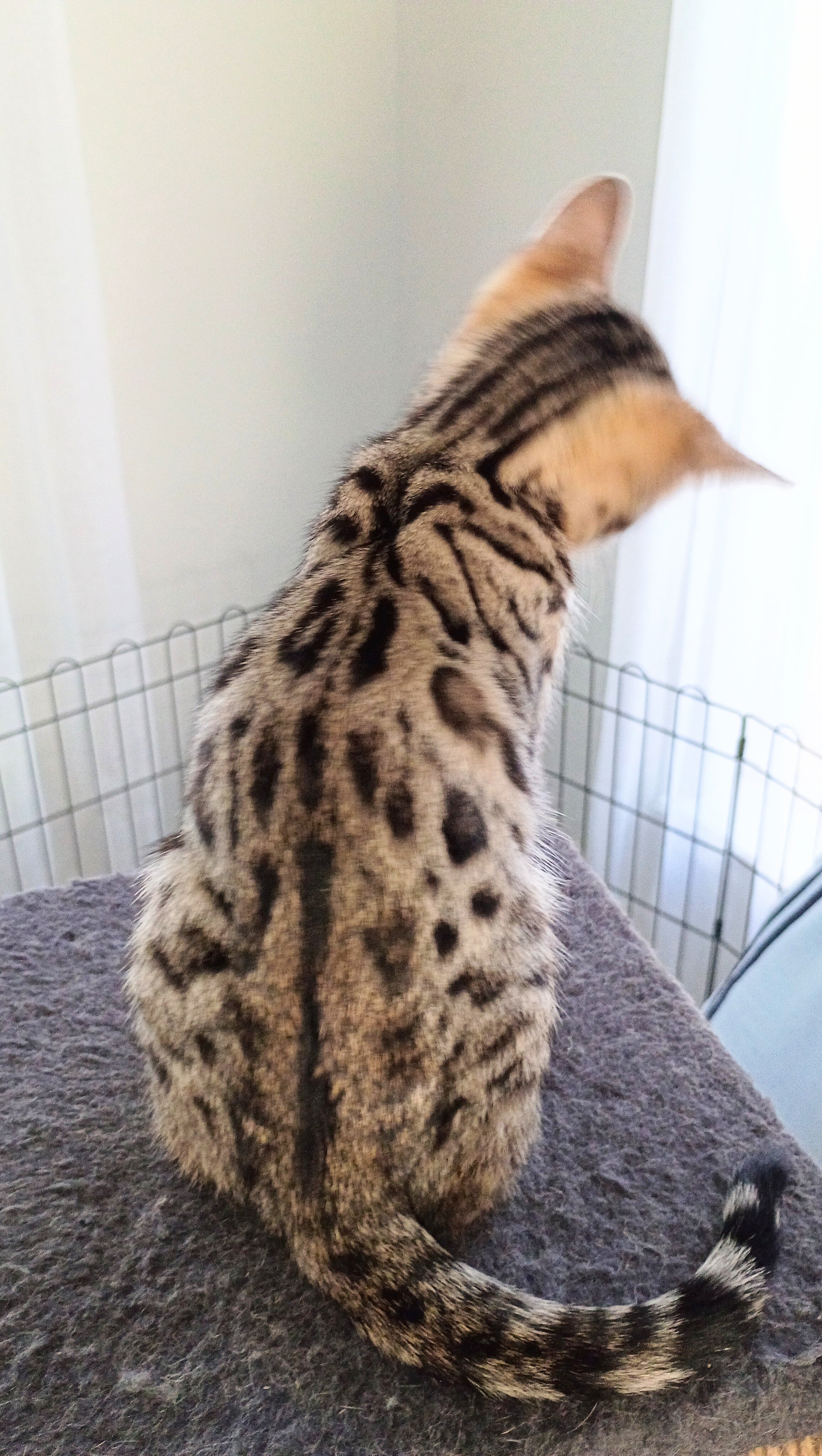 Bengal kitten image 5