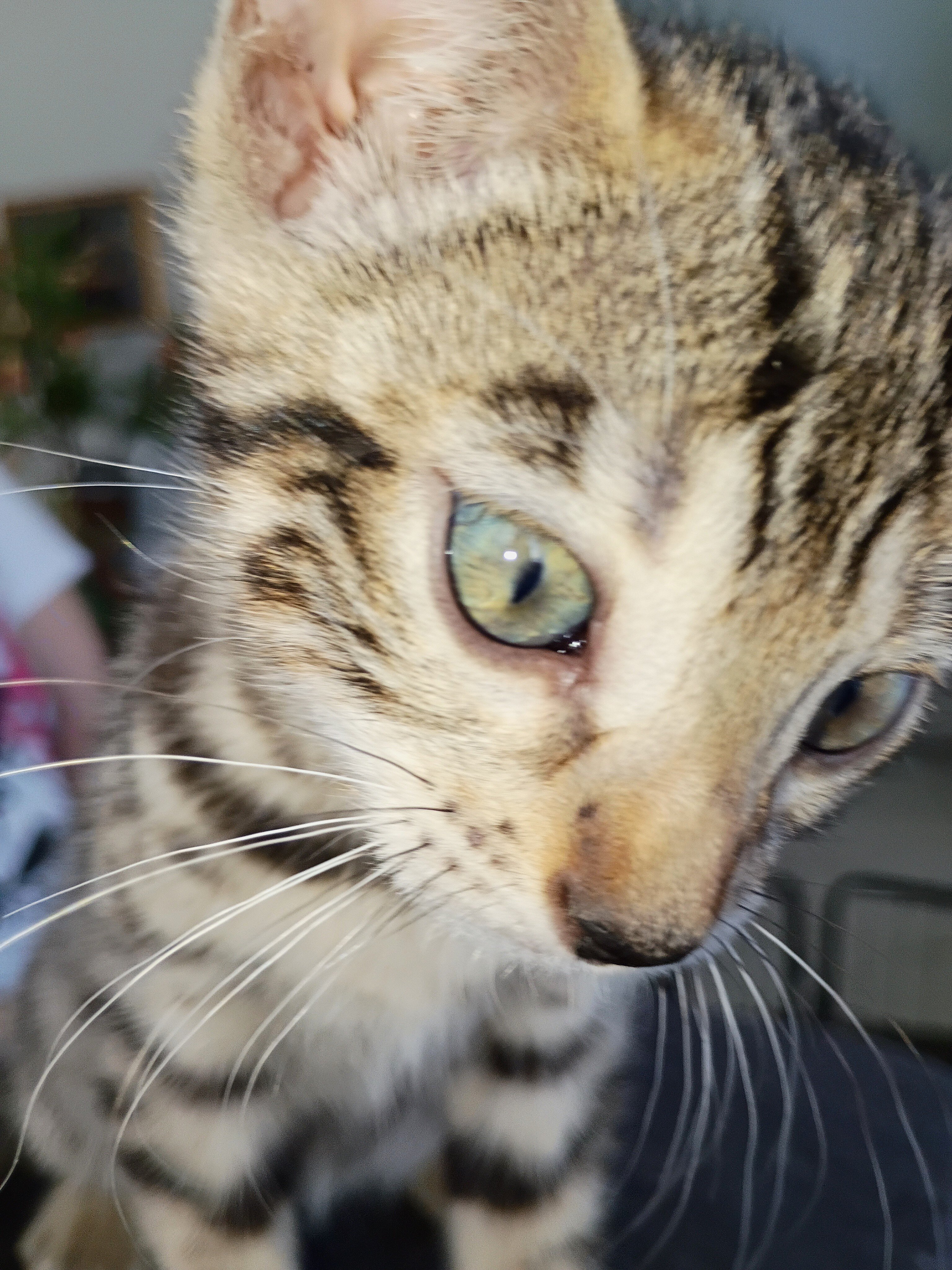 Bengal kitten image 2
