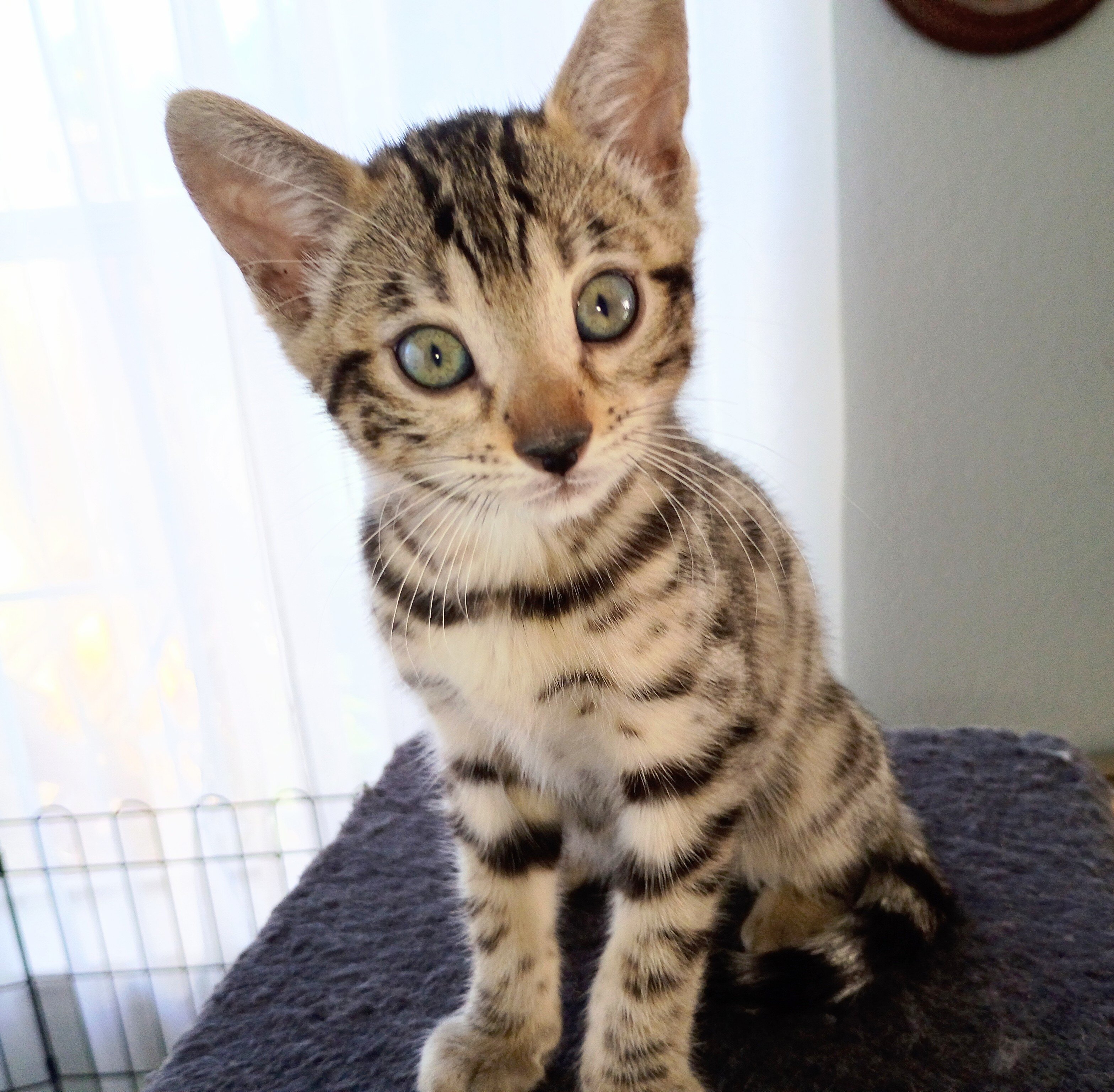 Bengal kitten image 1