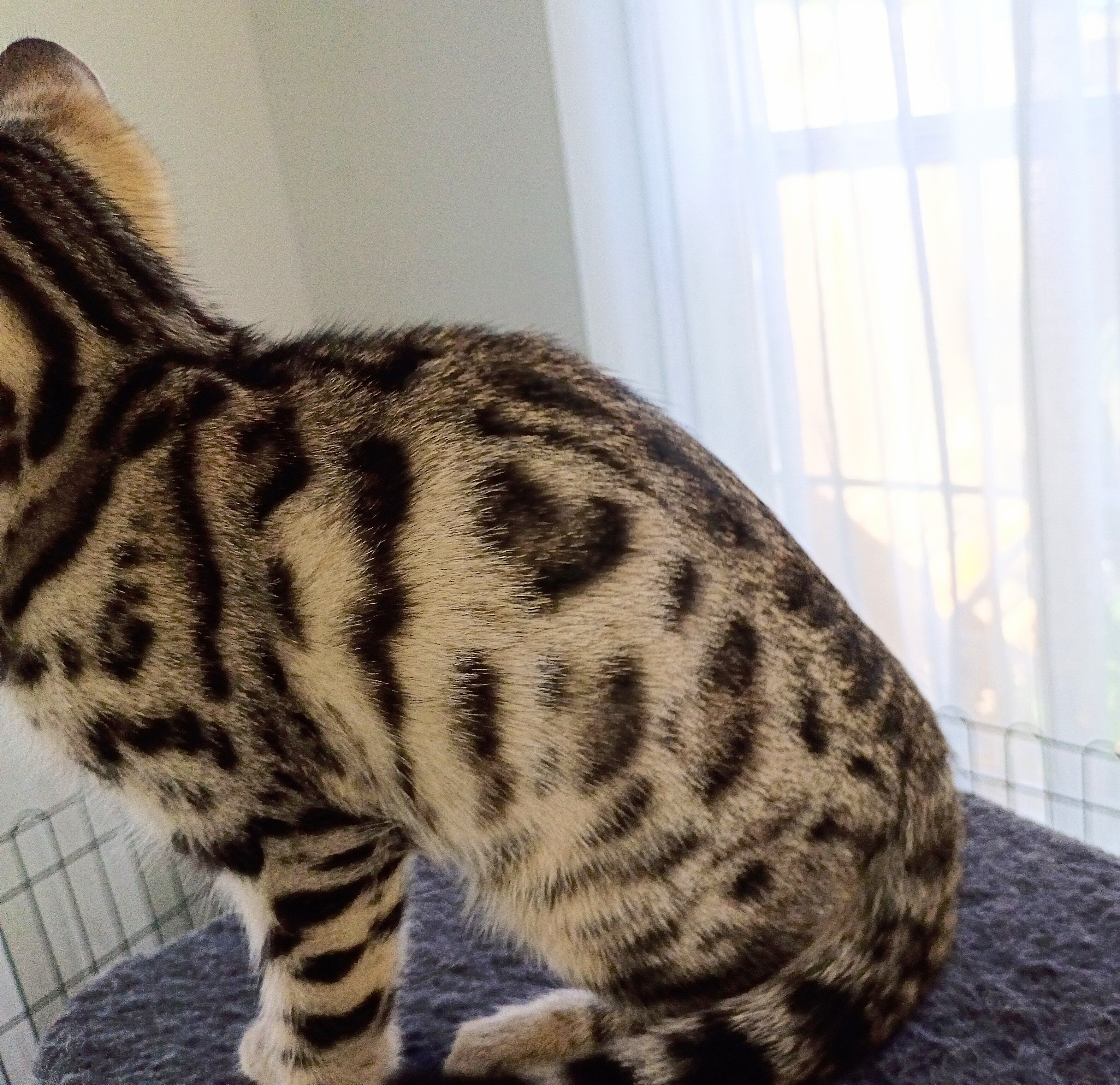 Bengal kitten image 3