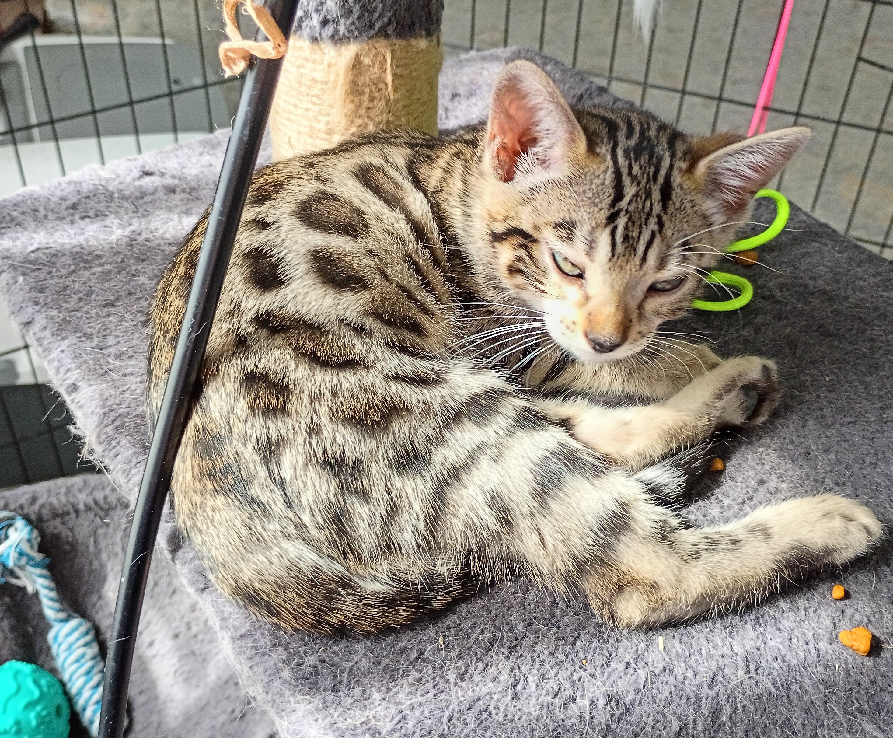 Bengal kitten image 4