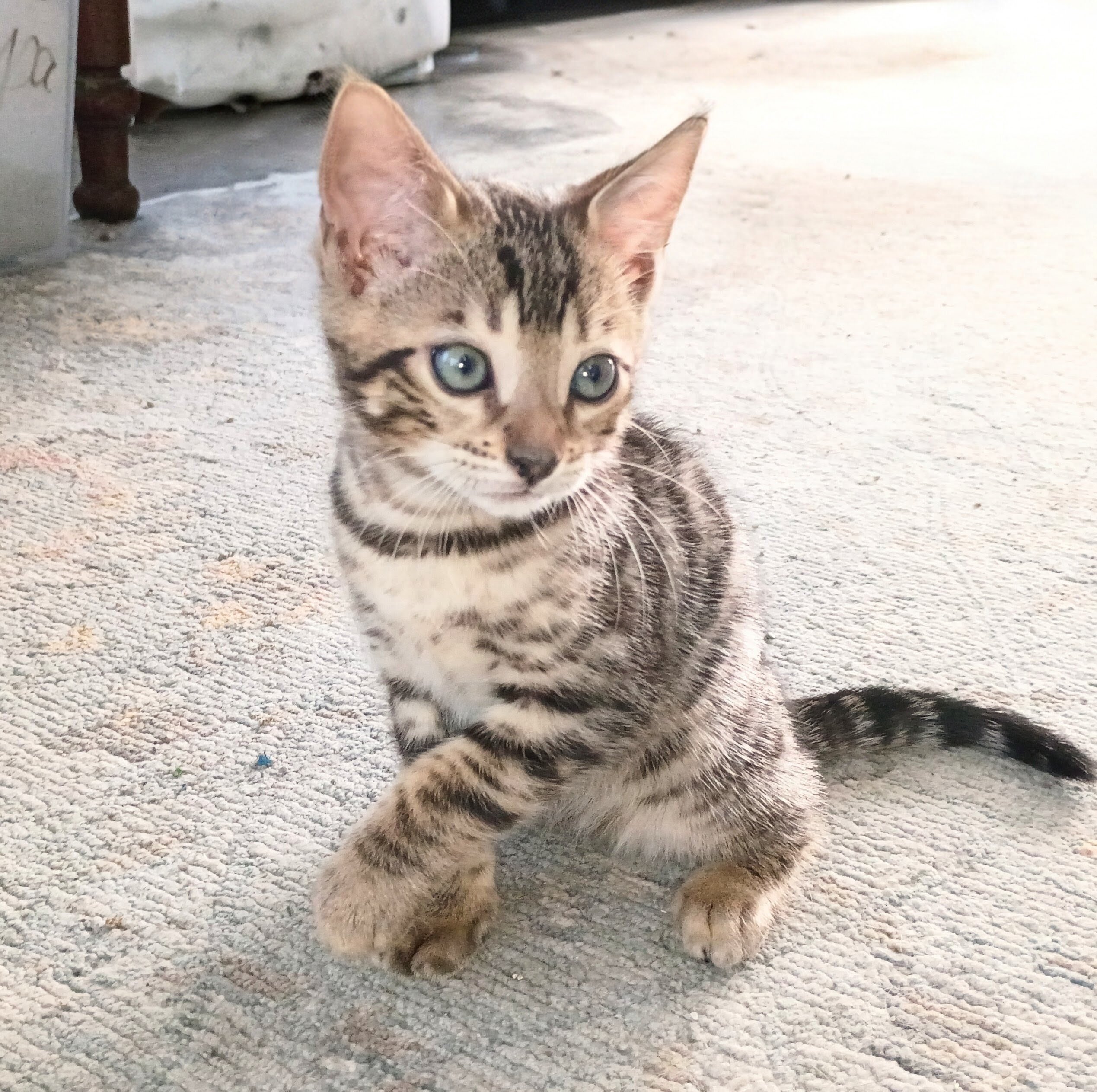 Bengal kitten  boy image 2
