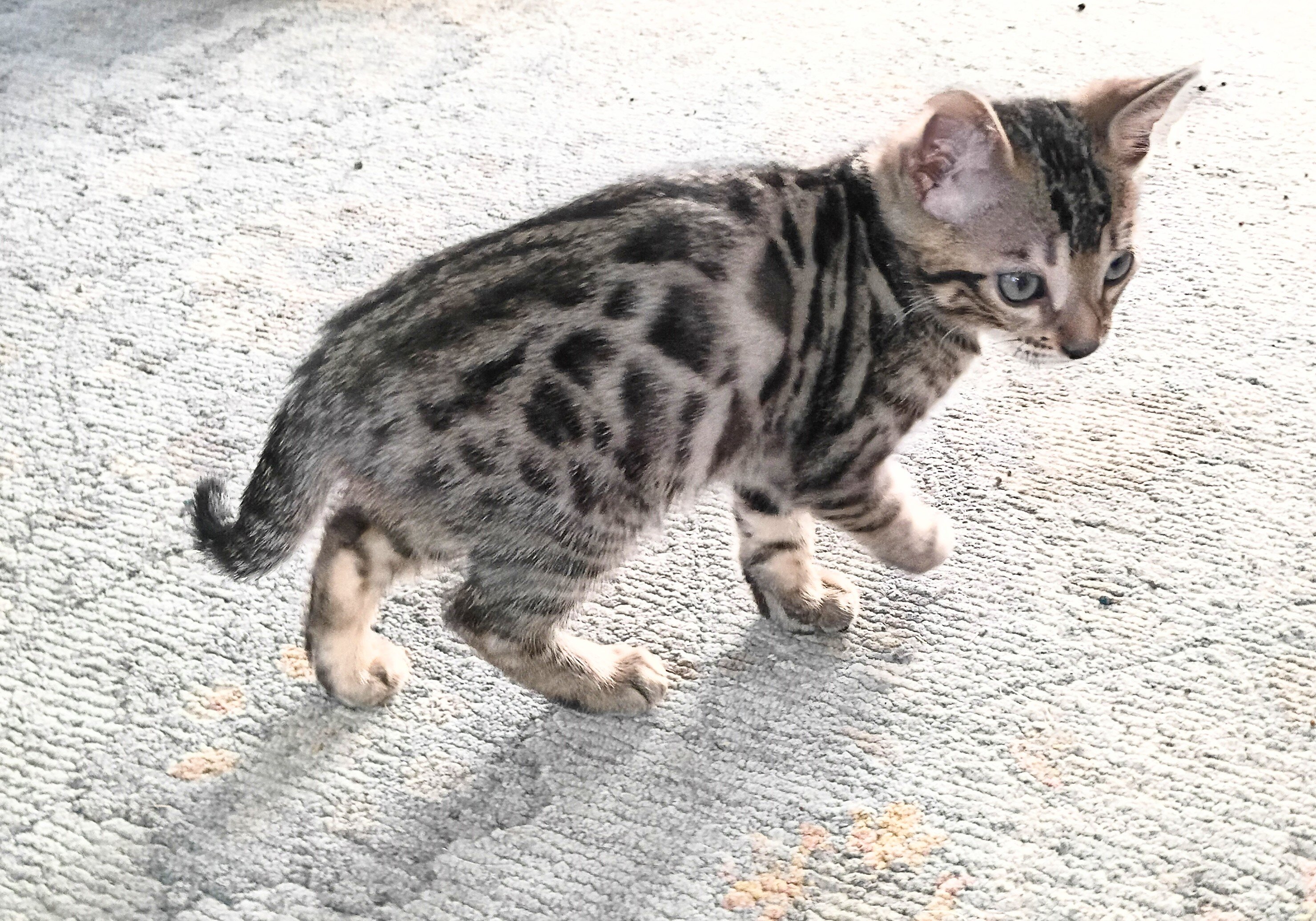 Bengal kitten  boy image 3