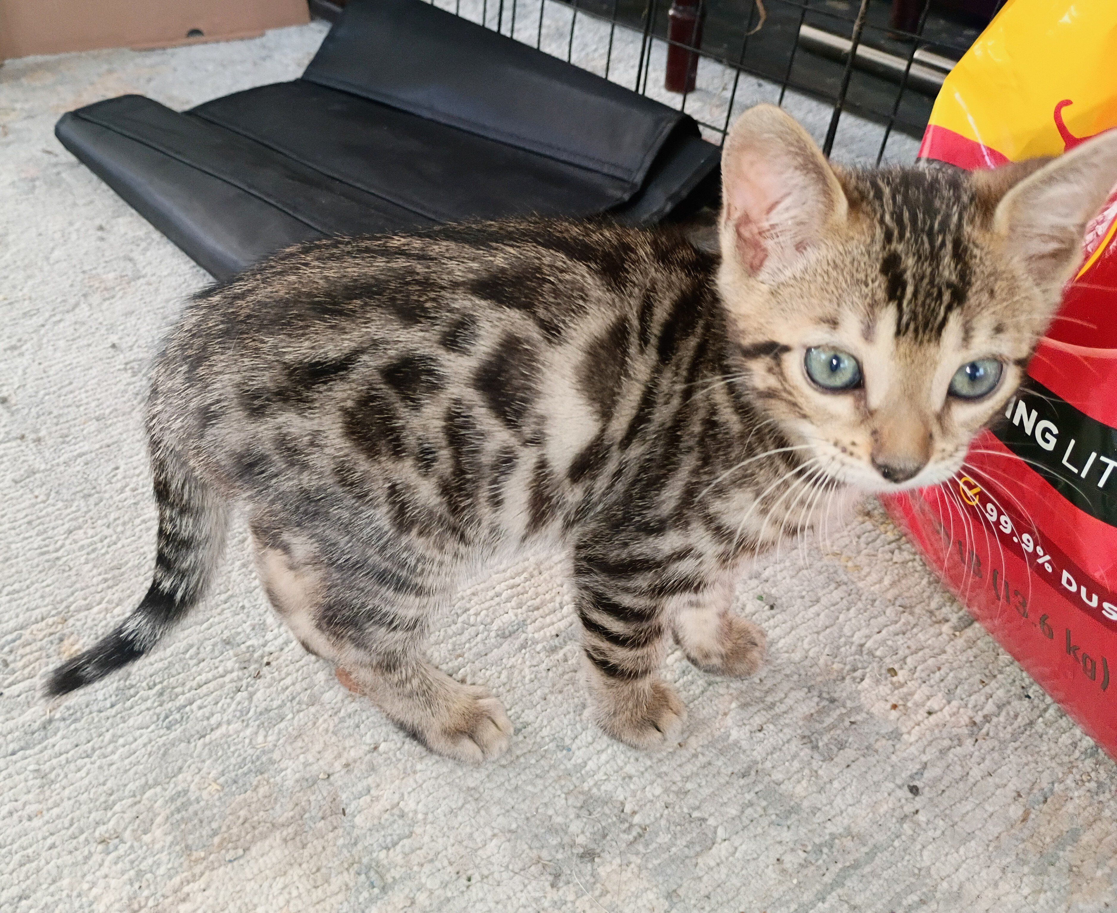 Bengal kitten  boy image 1