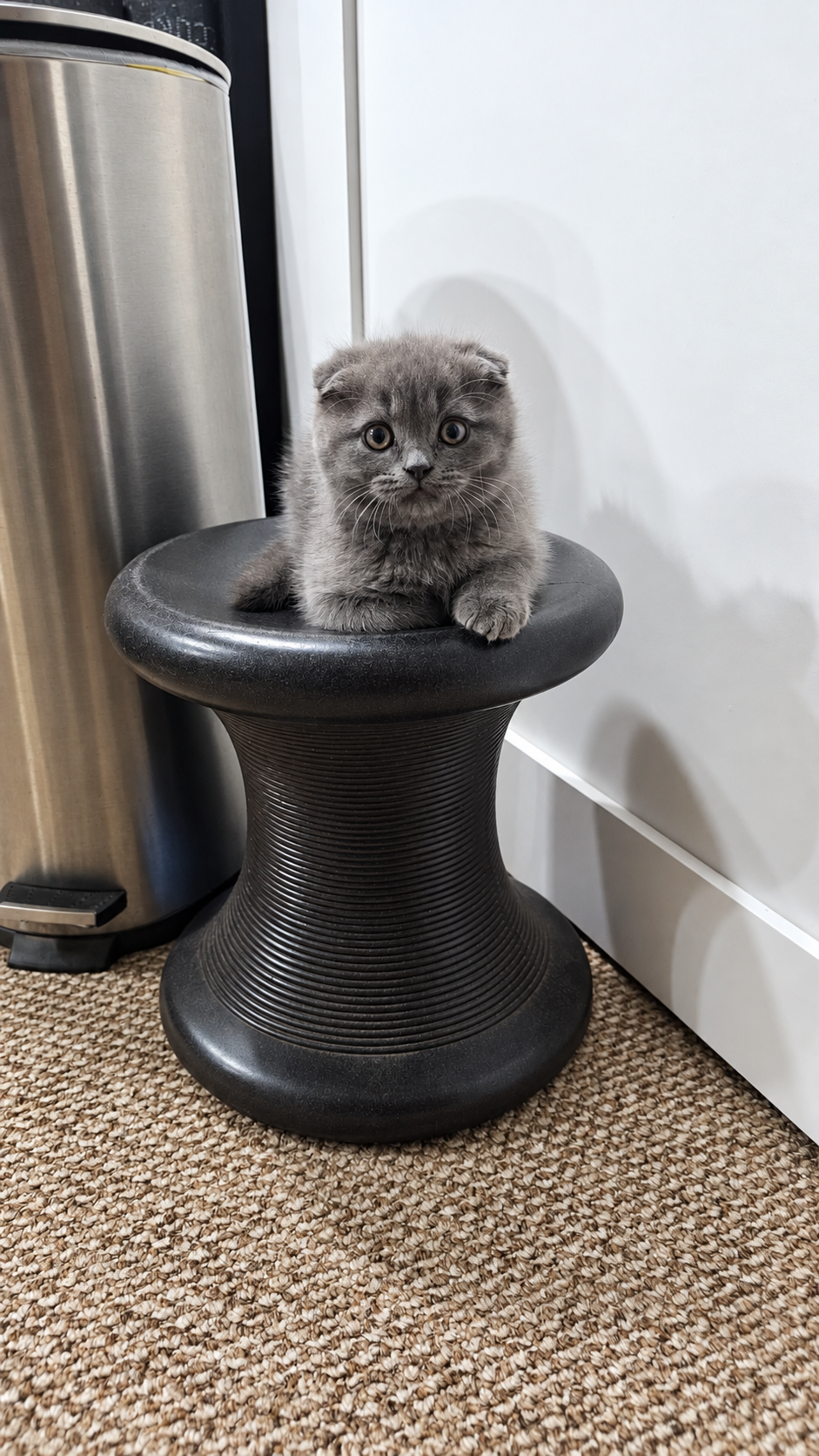 Scottish fold kitten image 2