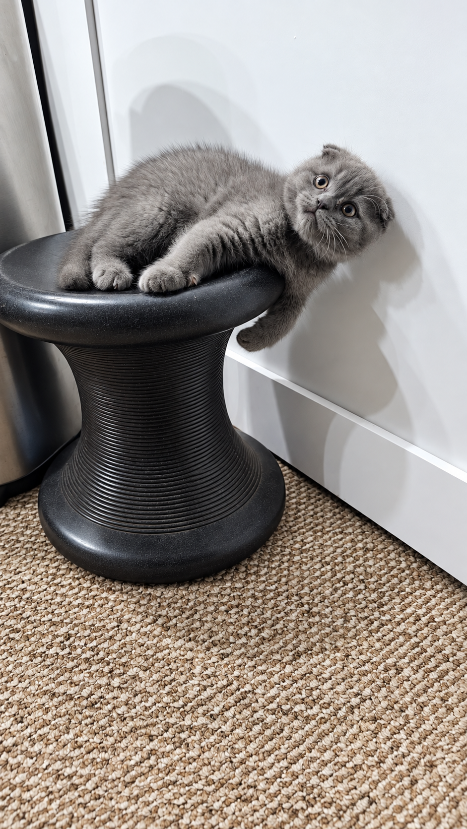 Scottish fold kitten image 1