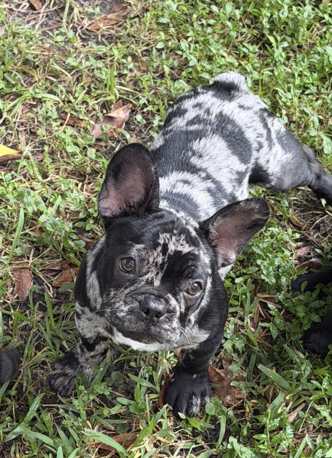 French bulldogs image 3