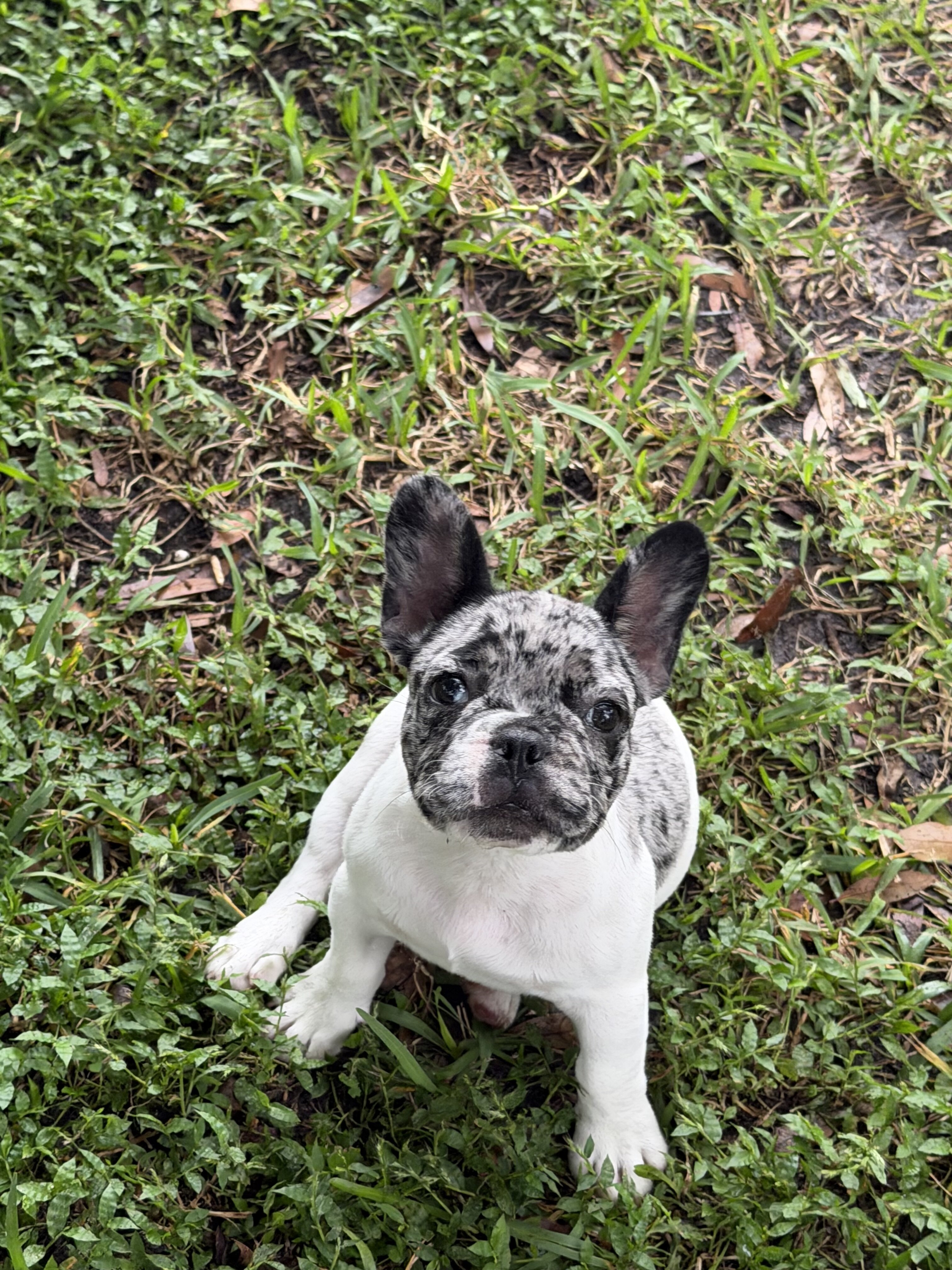 French bulldogs image 2