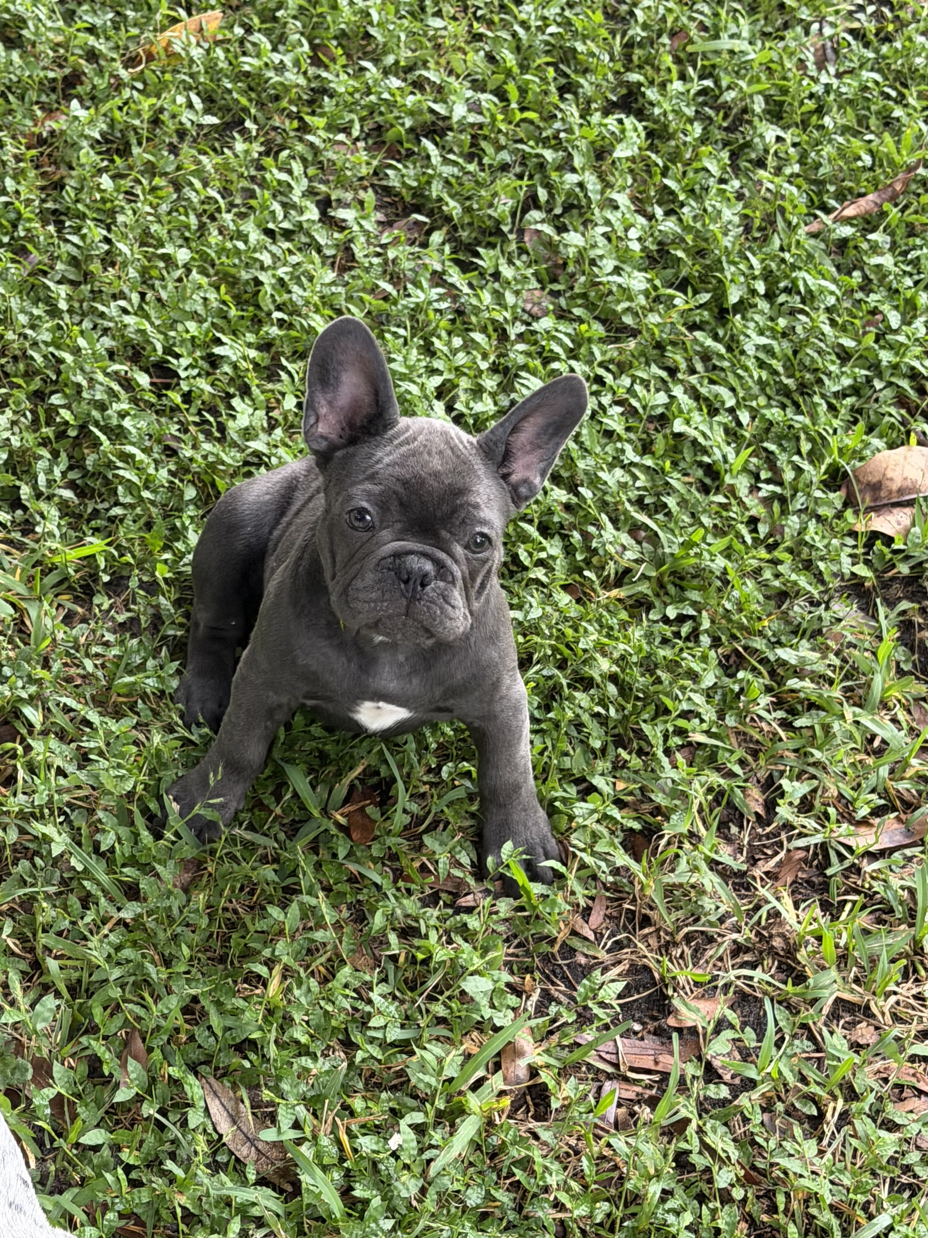 French bulldogs image 1