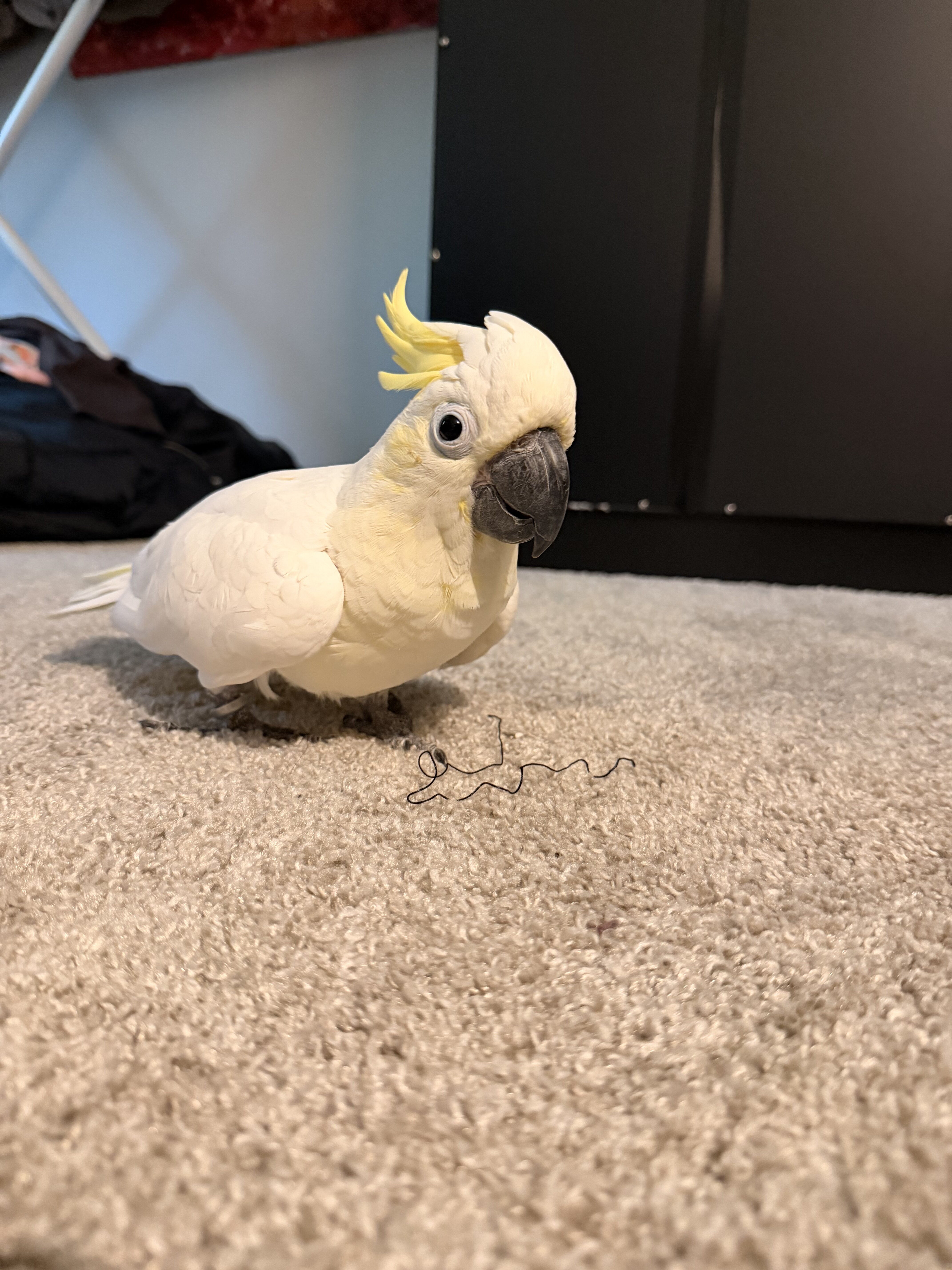 Cockatoo image 1