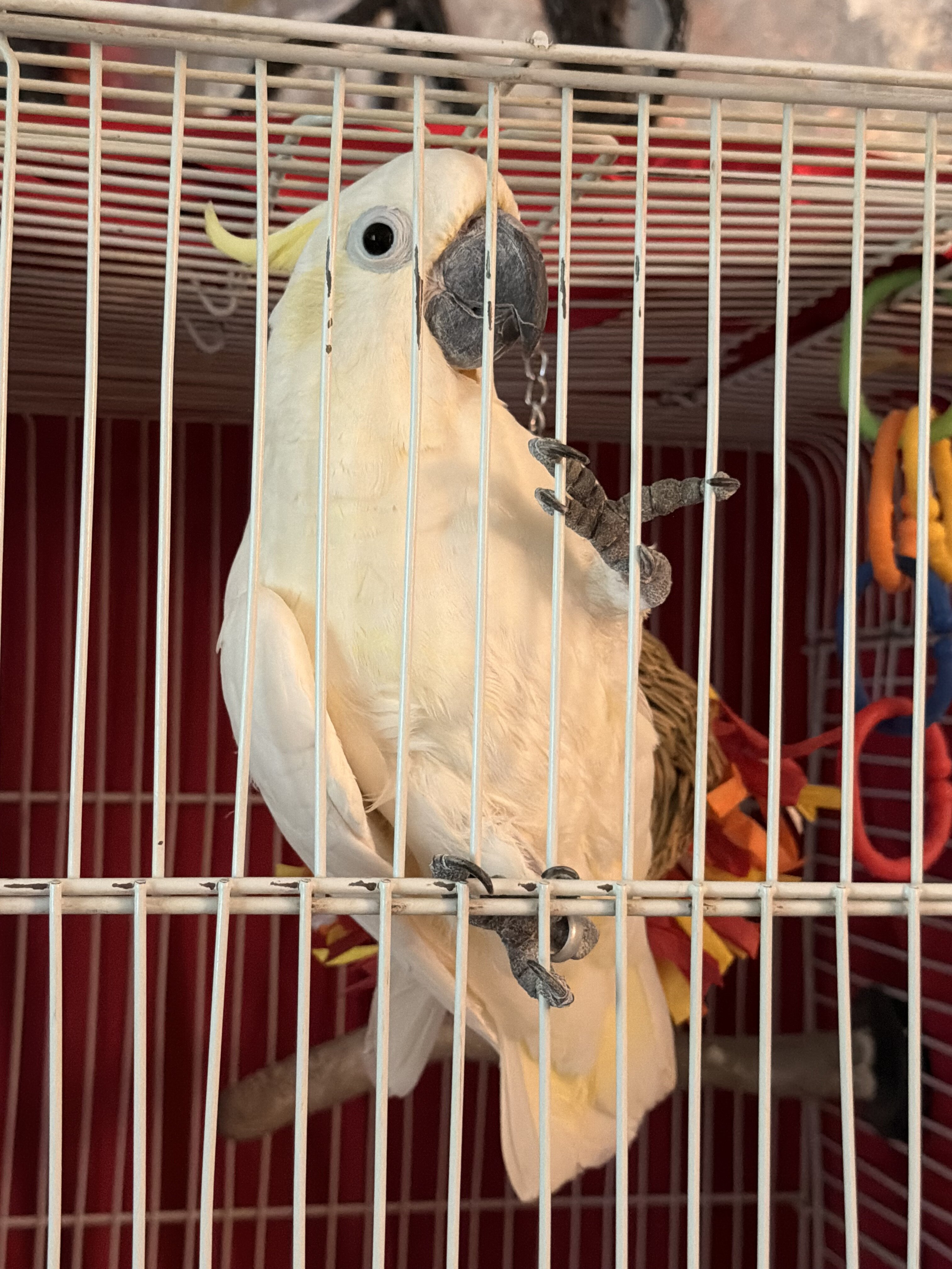 Cockatoo image 2