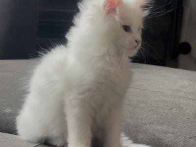 Available Male and Female Maine Coon Kittens image 1