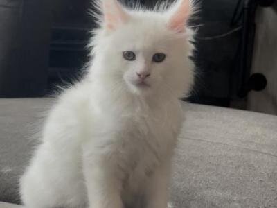 Available Male and Female Maine Coon Kittens image 2
