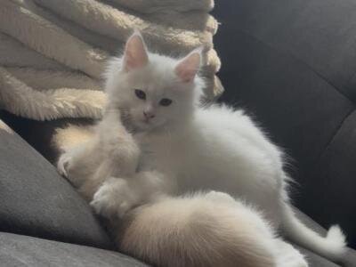 Available Male and Female Maine Coon Kittens image 3