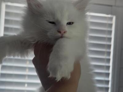 Available Male and Female Maine Coon Kittens image 4