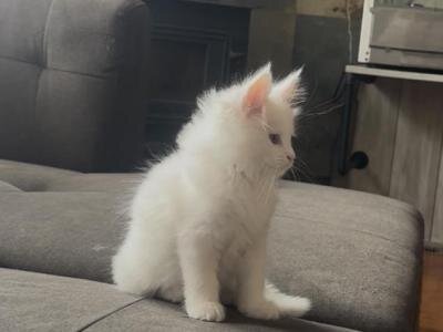 Available Male and Female Maine Coon Kittens image 5