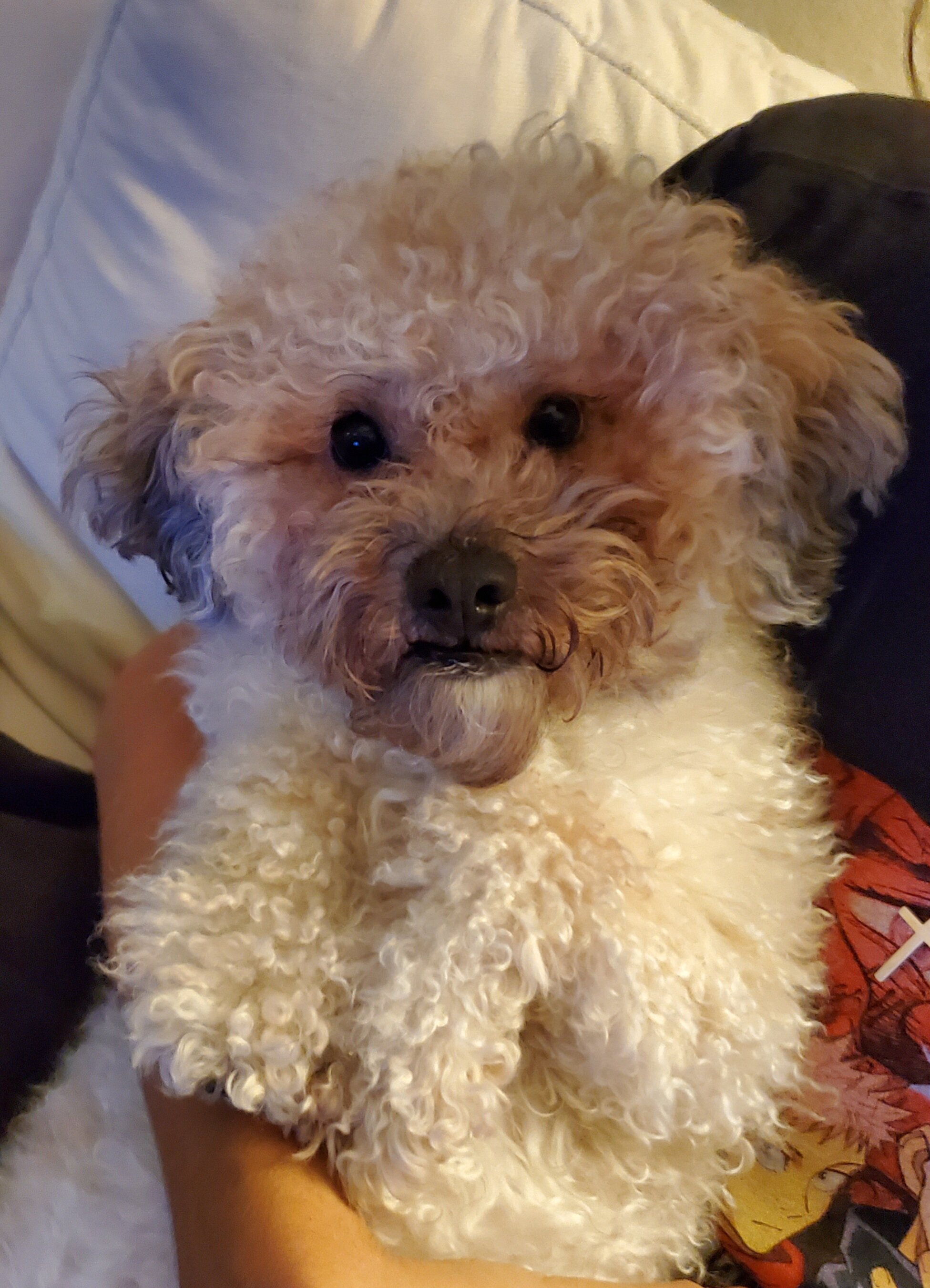Shihpoo image 1