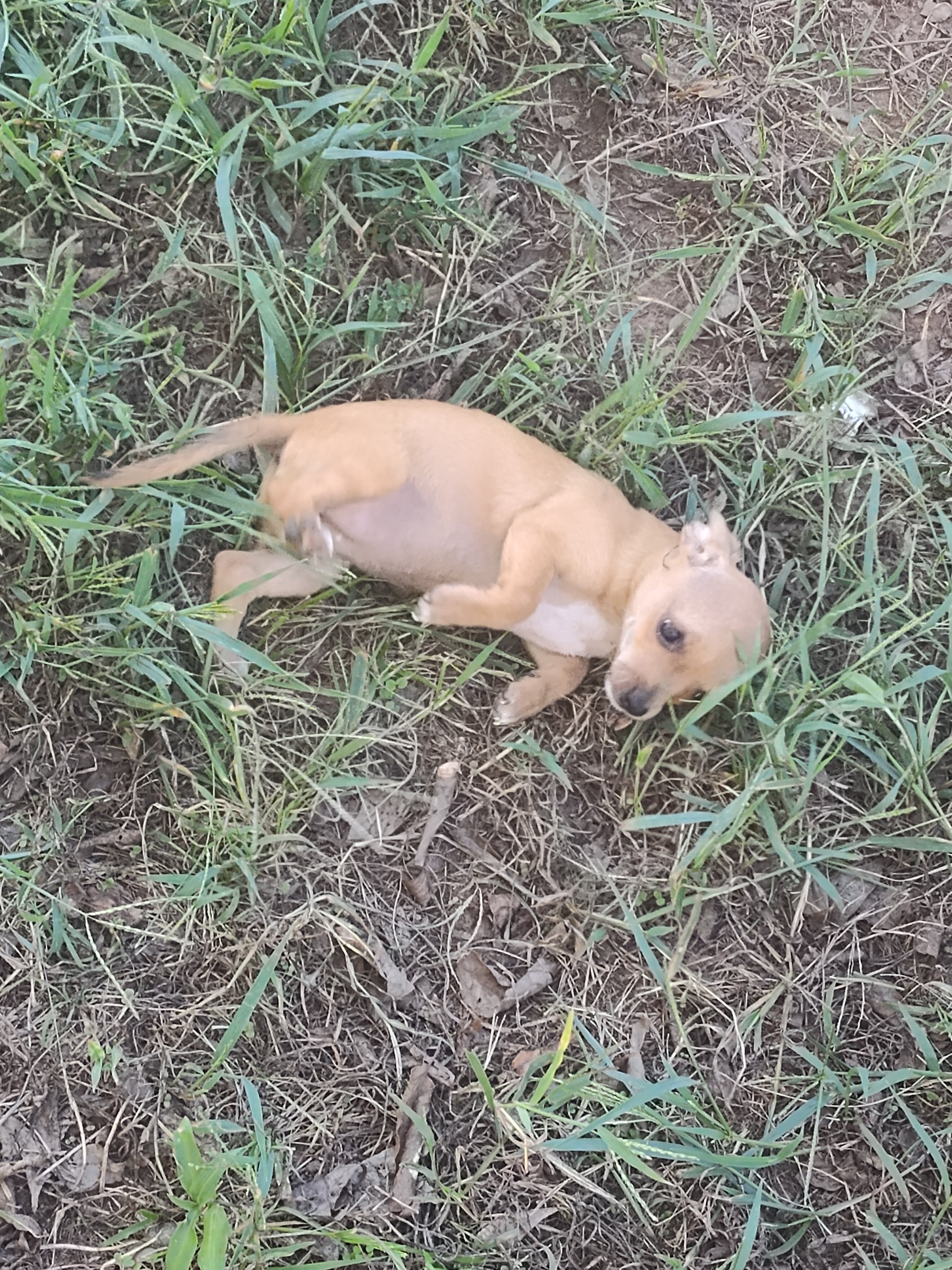 Sandie - NE Oklahoma - Female image 3